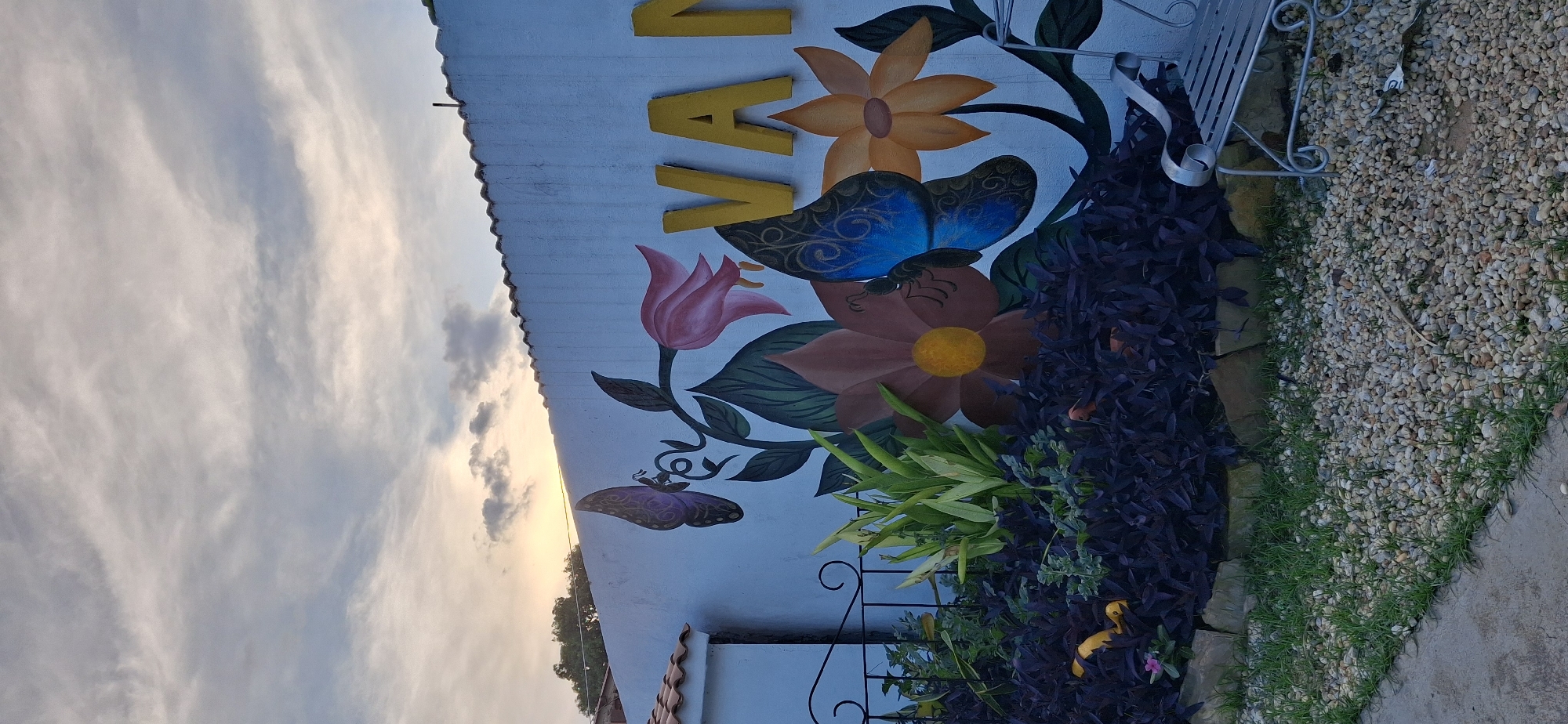 A vibrant outdoor scene captured in Tinaquillo, Venezuela, shows a section of a white wall adorned with a colorful mural under a cloudy sky. The image appears to be rotated 90 degrees counter-clockwise.
The mural features large, brightly colored elements: a prominent blue butterfly with intricate patterns, a smaller purple butterfly, a light pink tulip, and several multi-petaled flowers in shades of orange and brown with yellow centers. Part of a yellow word, with the letters "VA" clearly visible, is painted in large block letters near the top of the wall, suggesting a word like "VALLE" or "VALLA."
In the lower portion of the image, the foreground consists of various plants, including dark purple-leaved foliage and lighter green leafy plants, planted against the base of the wall. To the right, a patch of grass meets a gravel path composed of small, light-colored stones, which transitions into a concrete pathway. Architectural details include a decorative white metal bench partially visible on the right, and an ornate black metal fence or gate in the bottom center. A small section of an orange tiled roof is seen at the bottom left edge of the frame.
The sky, occupying the left side of the image (if viewed upright), is filled with wispy, elongated clouds, illuminated by a warm, soft light that suggests either sunrise or sunset. No human activity or people are visible in the scene. The overall impression is one of natural beauty and artistic expression in a tranquil setting.