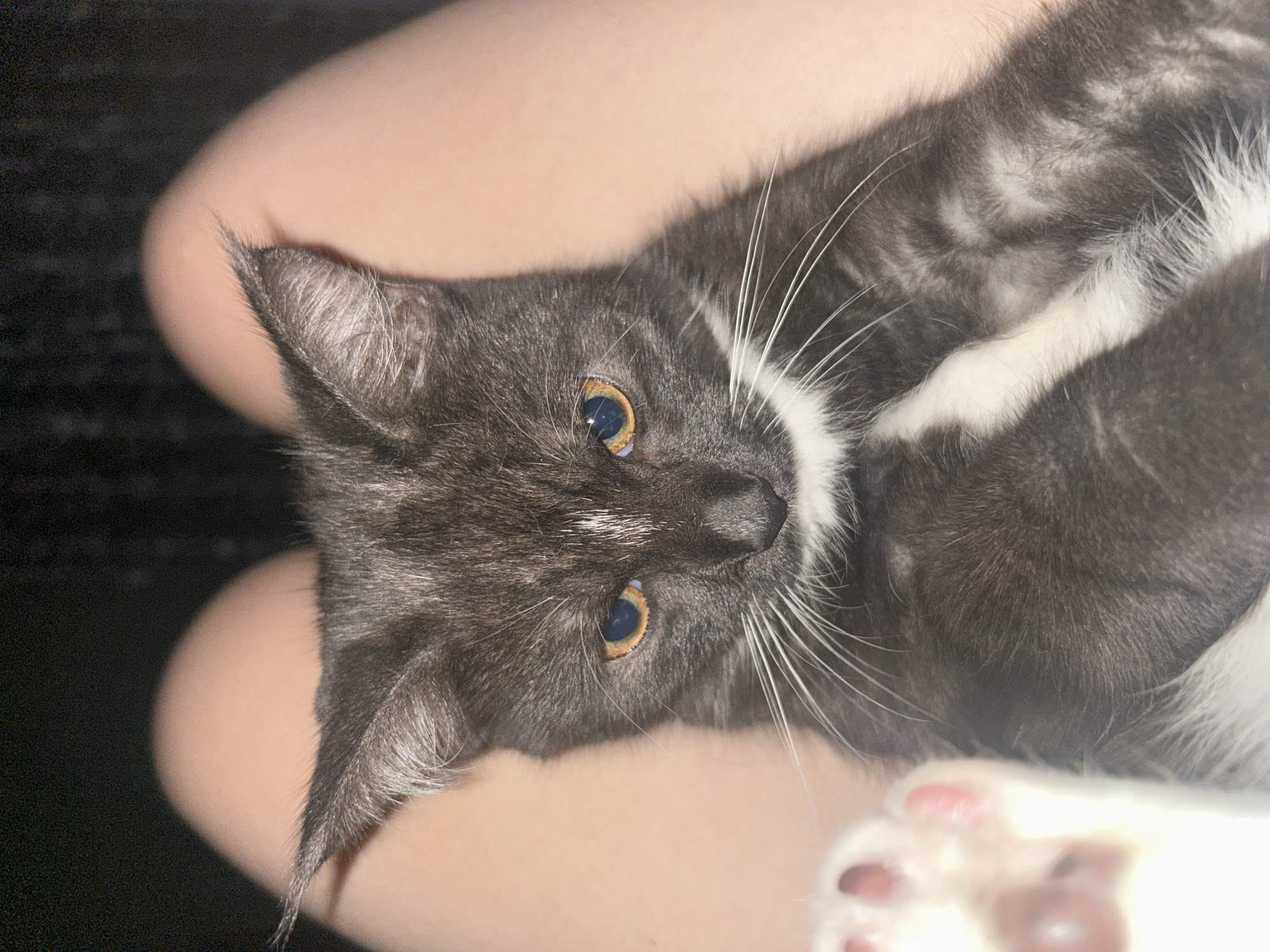 A dark gray and white cat is being held on someone's lap. The cat is looking directly at the camera with yellow eyes. The person's bare legs are visible behind the cat. The background is dark. There is no information available to determine the location in the city of Abakan, Russia.