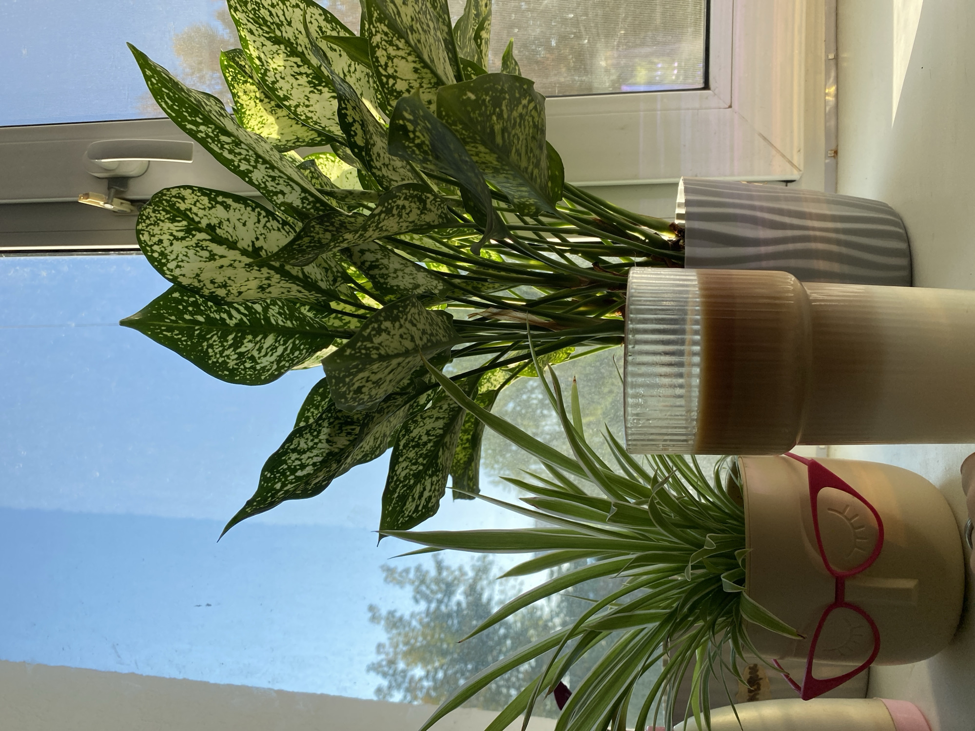 In Orenburg, Russia, on a windowsill bathed in sunlight, two potted plants stand beside a glass of iced coffee. The plant on the left, in a beige planter designed to resemble a face wearing pink cat-eye glasses, is a spider plant with long, thin, variegated green and white leaves. To its right, a larger plant with broad, dark green leaves speckled with white sits in a grey ribbed planter. The glass of coffee displays distinct layers of milk and coffee. Behind the plants, a window reveals a clear blue sky and the silhouettes of trees, suggesting an outdoor view. The scene is set on a white surface, possibly a windowsill or shelf.