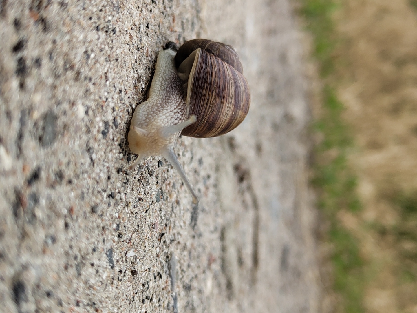 The image shows a snail moving across a rough, textured surface, likely concrete or stone. The snail is the primary subject, and its shell is a prominent feature, exhibiting brown and beige striped patterns. The snail's body is a pale, translucent color, and it is extended as it crawls. Its tentacles are visible, reaching forward.
The background consists of a blurred area of green and brown, suggesting vegetation or a grassy verge adjacent to the textured surface. The lighting appears to be natural, hinting at daytime, though the specific time of day is not discernible. There are no people visible in the image, nor any text. The focus is on the snail and its immediate surroundings, emphasizing the texture of the ground and the snail's movement. The shallow depth of field blurs the background, drawing the viewer's attention to the snail.