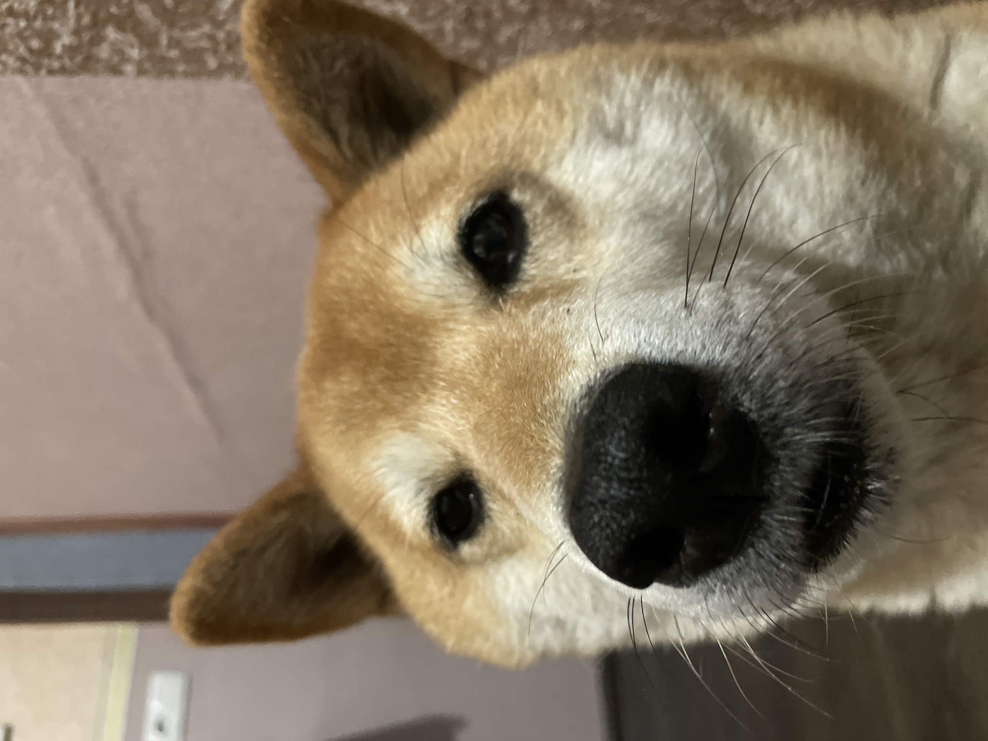 A close-up shot of a Shiba Inu's face, with the dog's black nose prominently in the foreground. Its fur is light brown and white. The background is blurred and indistinct, showing only a glimpse of a wall and floor. There is no indication of the location being Zheleznogorsk, Russia.