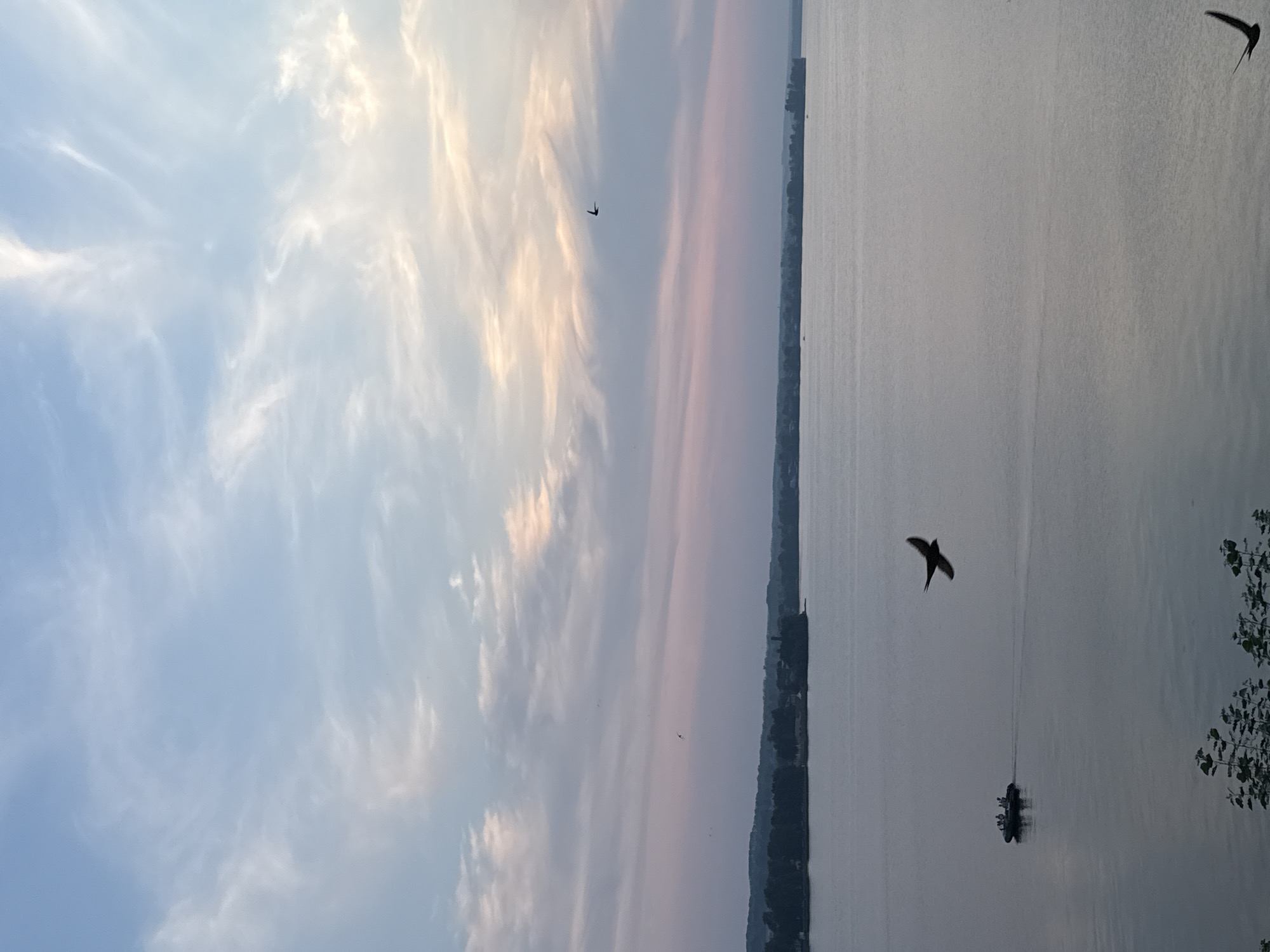 The image depicts a wide expanse of calm water, likely a river or lake, with a silhouetted treeline forming the distant shore. The sky above is a gradient of soft blues and pinks, with wispy white clouds suggesting either dawn or dusk. Two birds are captured in flight; one is prominent in the mid-ground with its wings spread, and another is a smaller silhouette further in the distance. On the water, a small boat with several figures onboard is moving away from the viewer. The overall impression is a serene, natural landscape at twilight.