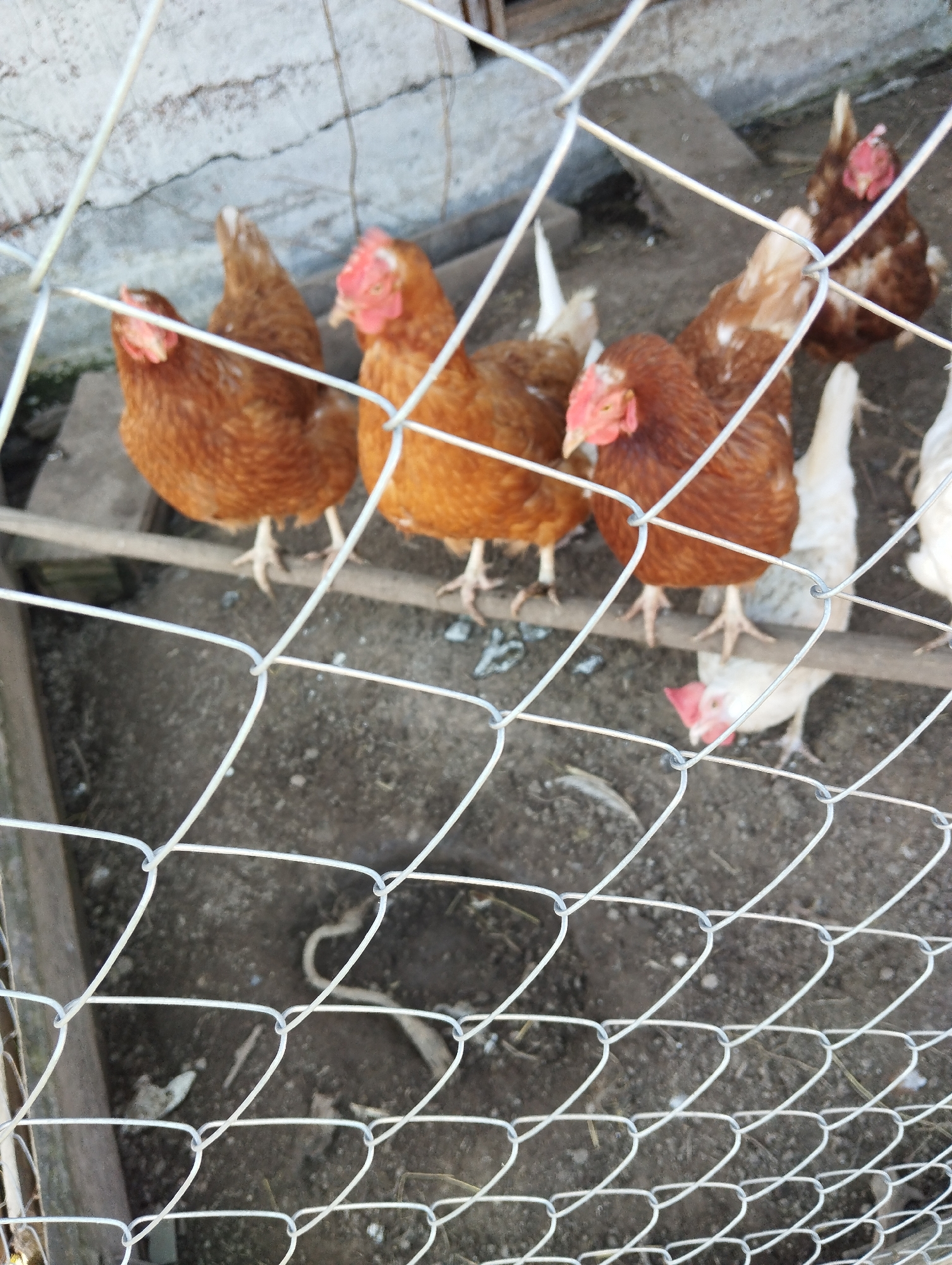 The image depicts a group of chickens behind a wire fence. Three brown chickens are perched on a wooden beam. At least three other chickens are visible on the ground, including one white chicken and one brown chicken. The ground appears to be dirt. The location is Krasnogorskoye, Russia.