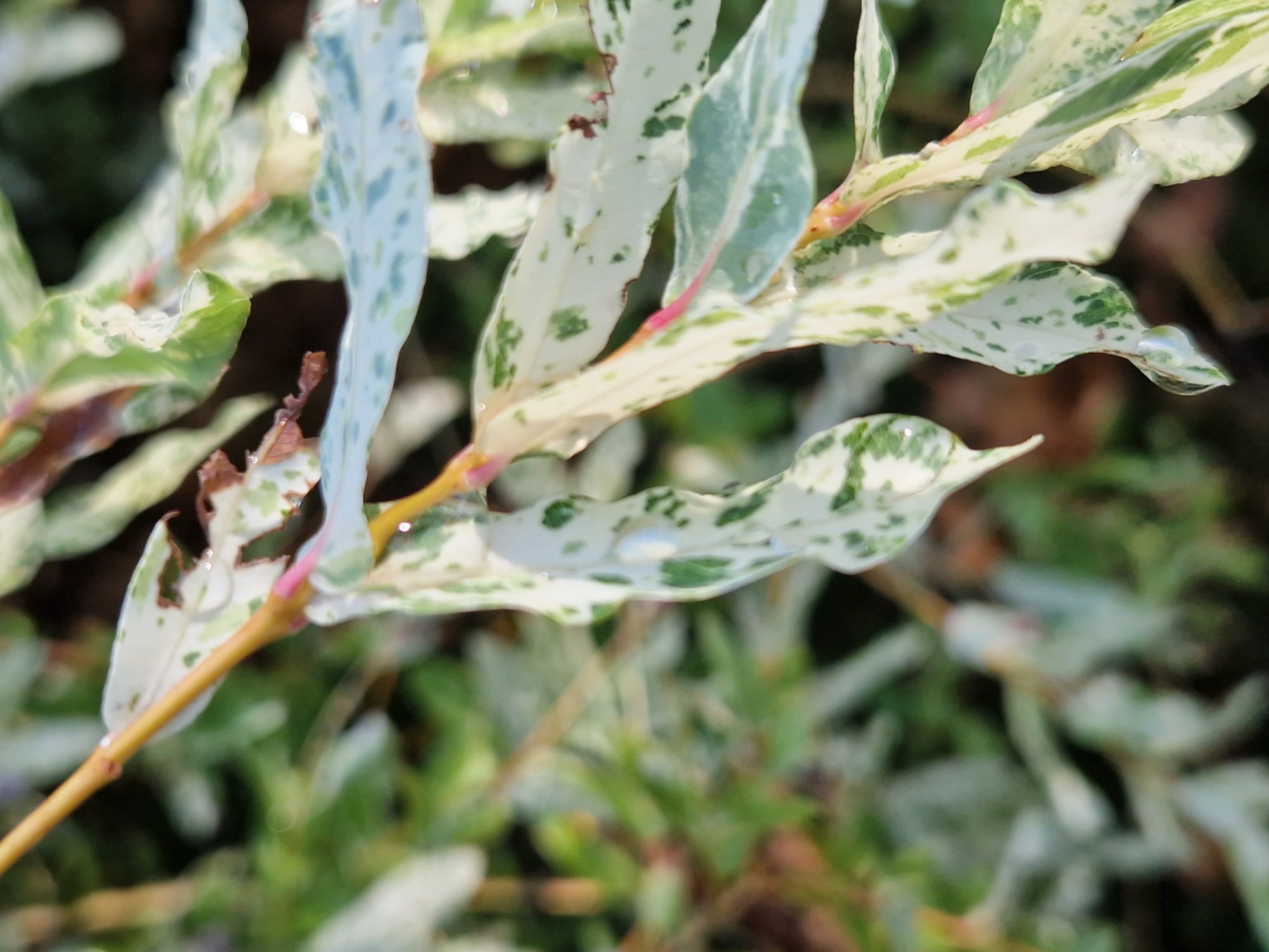 The image shows a close-up of variegated leaves on a plant. The leaves are elongated and have a mottled pattern of white and green. Some of the leaves appear wet, with small droplets of water visible. The background is blurred, but appears to be foliage and possibly soil. There are no people or animals visible in the image. The scene is outdoors and appears to be in a garden or natural setting. The specific location in Sofia, Bulgaria, cannot be determined from the visual information provided in the image.