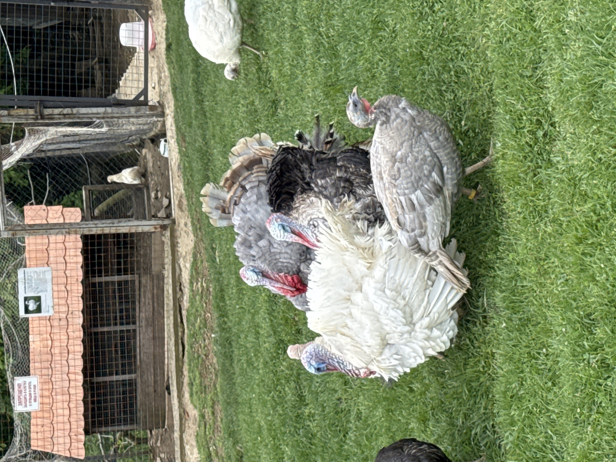 The image shows a group of turkeys on green grass near a structure with a tiled roof and wire mesh enclosures. A sign is visible on the structure, with text in a non-English script. The turkeys exhibit varying plumages, including white, black, grey, and speckled patterns. The location is the city of Progress, Russia.