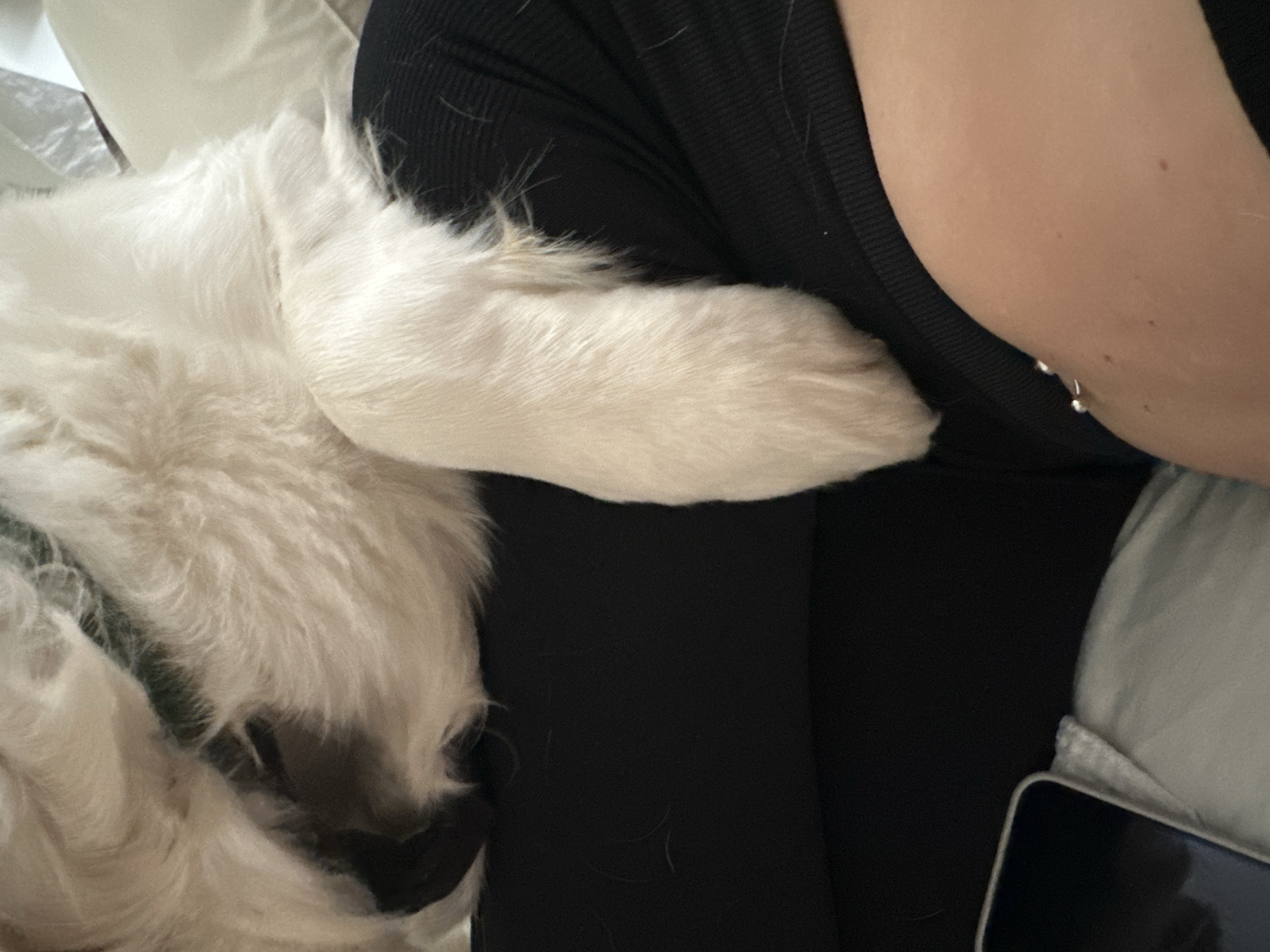 A close-up, high-angle view depicts an indoor domestic scene. A large, long-haired white dog, likely a Golden Retriever or similar breed, is resting with its head and front right paw positioned on a human's lap or upper thigh. The dog's fur is predominantly white/cream, with some darker shading visible around its head. The human is wearing black, vertically ribbed leggings or trousers. Fine white dog hairs are scattered across the black fabric. The human's bare forearm or upper arm is visible on the right side of the frame, exhibiting light skin tone and a silver-colored barbell-style piercing or jewelry item near the elbow or upper arm. A smartphone, partially obscured, with a dark screen and light-colored casing, rests on what appears to be a light grey or white soft surface, possibly a blanket or cushion, near the human's left hip area. The background features light-colored fabric, indicative of bedding or soft furnishings. The specific location within the city of London, United Kingdom, cannot be determined from the visual information provided in the image.