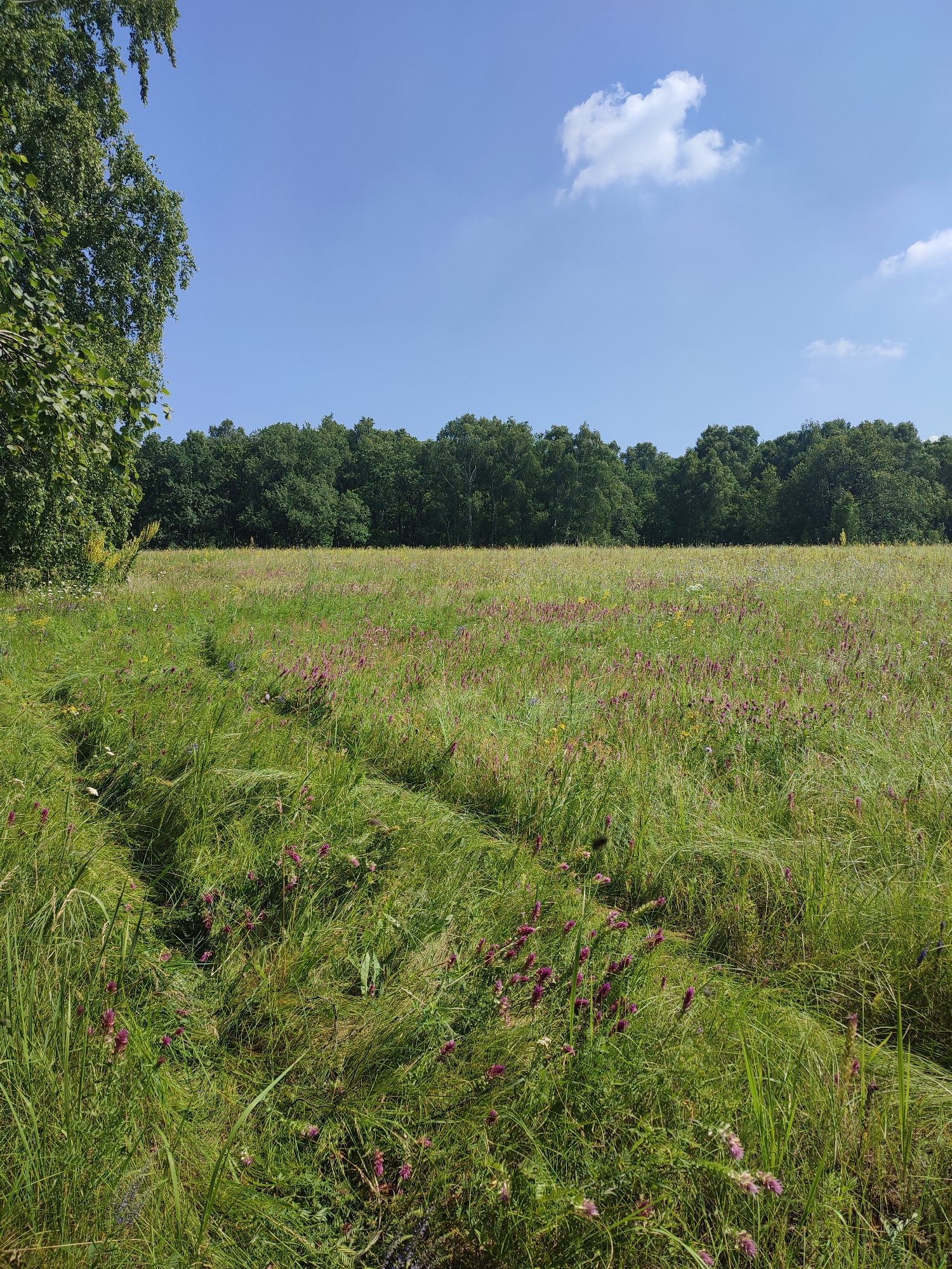 The image shows a sunlit meadow filled with tall green grass and scattered purple wildflowers. A line of dense green trees forms a horizon in the background. The sky is clear blue with a few scattered white clouds. In the foreground, on the left side of the image, is the edge of a large tree with green leaves. The scene is located in Yamansarovo, Russia. There are no people or animals visible in the image.