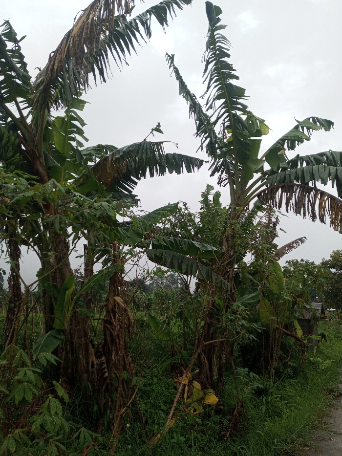 The scene depicts a dense, vegetated landscape in Chagzam_Pam, Bhutan, under an overcast sky. Multiple banana trees (Musa acuminata) with tall pseudostems and large, elongated leaves dominate the foreground and midground. Many of the banana leaves exhibit tearing along their midribs and display water droplets, indicating recent precipitation. The ground is covered with dense, mixed green foliage, including various broad-leafed plants and grasses. A segment of an unpaved track or path is visible along the lower right side of the frame. In the background, beyond the immediate vegetation, additional tree canopy and a small, indistinct, rustic structure are partially discernible on the right. No human or animal subjects are present.