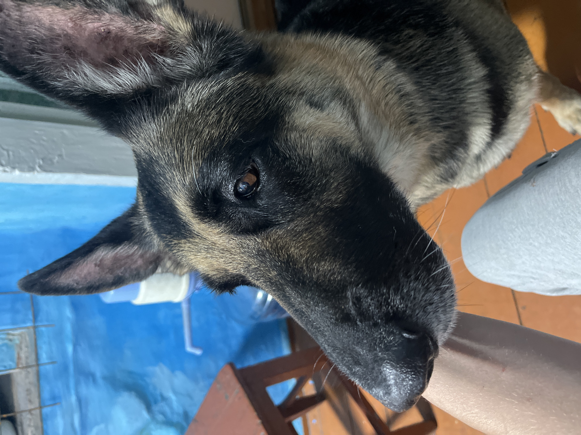 A close-up shot of a German Shepherd dog with brown eyes and a black and tan coat. The dog is lying down, resting its head on a human arm. The background includes a blue wall, a white object, and part of a wooden chair or table. The image does not contain enough information to identify its location in Nizhny Tagil or any other city.