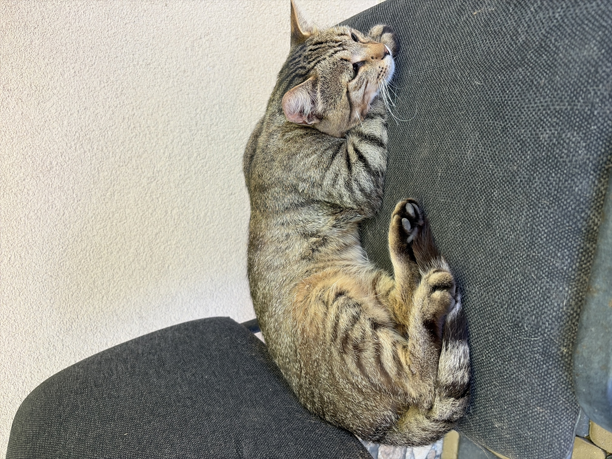 A tabby cat is lying on a dark gray fabric chair. The cat is curled up, resting its head on its paws, and appears to be asleep or very relaxed. The chair is positioned in front of a textured, off-white wall. The scene is indoors, possibly in a home or an office, given the type of chair. No specific details about the city of Oxentea, Moldova, can be identified from the image itself.
