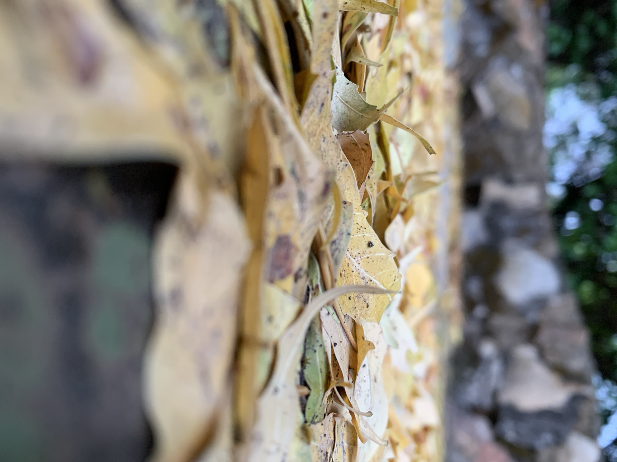 The image presents a close-up, shallow depth of field shot focused on a dense collection of dried and decaying leaves. The leaves, primarily in shades of yellow, brown, and light green, fill the left and central portions of the frame. Many individual leaves show prominent veins and slight discoloration, indicating their aged state. They appear to be piled vertically, possibly against a wall or a raised surface, with some leaves extending towards the viewer in soft focus.
To the right of the concentrated foliage, a blurred, textured, grey-brown vertical element is visible, resembling a stone wall or a tree trunk. Further to the right and in the background, out-of-focus patches of dark green foliage and lighter, possibly sky-like, areas suggest an outdoor setting. The scene evokes the autumn season, characterized by fallen leaves. There is no specific activity depicted, as the image captures a static natural arrangement. The lighting appears to be natural daylight. No people or visible text are present in the image.