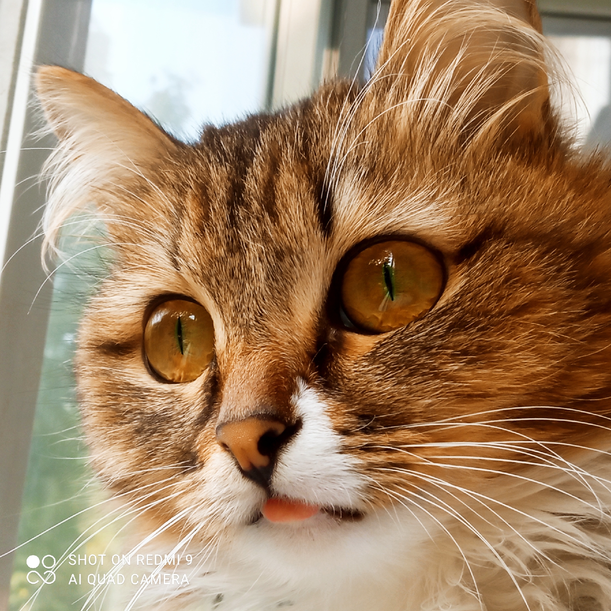 This is a close-up, eye-level, indoor portrait of a domestic cat. The cat has brown and orange tabby markings, white fur on its chest and muzzle, and large, amber eyes with vertical pupils. Its tongue is slightly protruding. The background is blurred and appears to be a window with a view of greenery and sky, suggesting a daytime setting. There is text overlay at the bottom left of the image indicating "SHOT ON REDMI 9 AI QUAD CAMERA". There are no people or any discernable city or location details within the image itself.