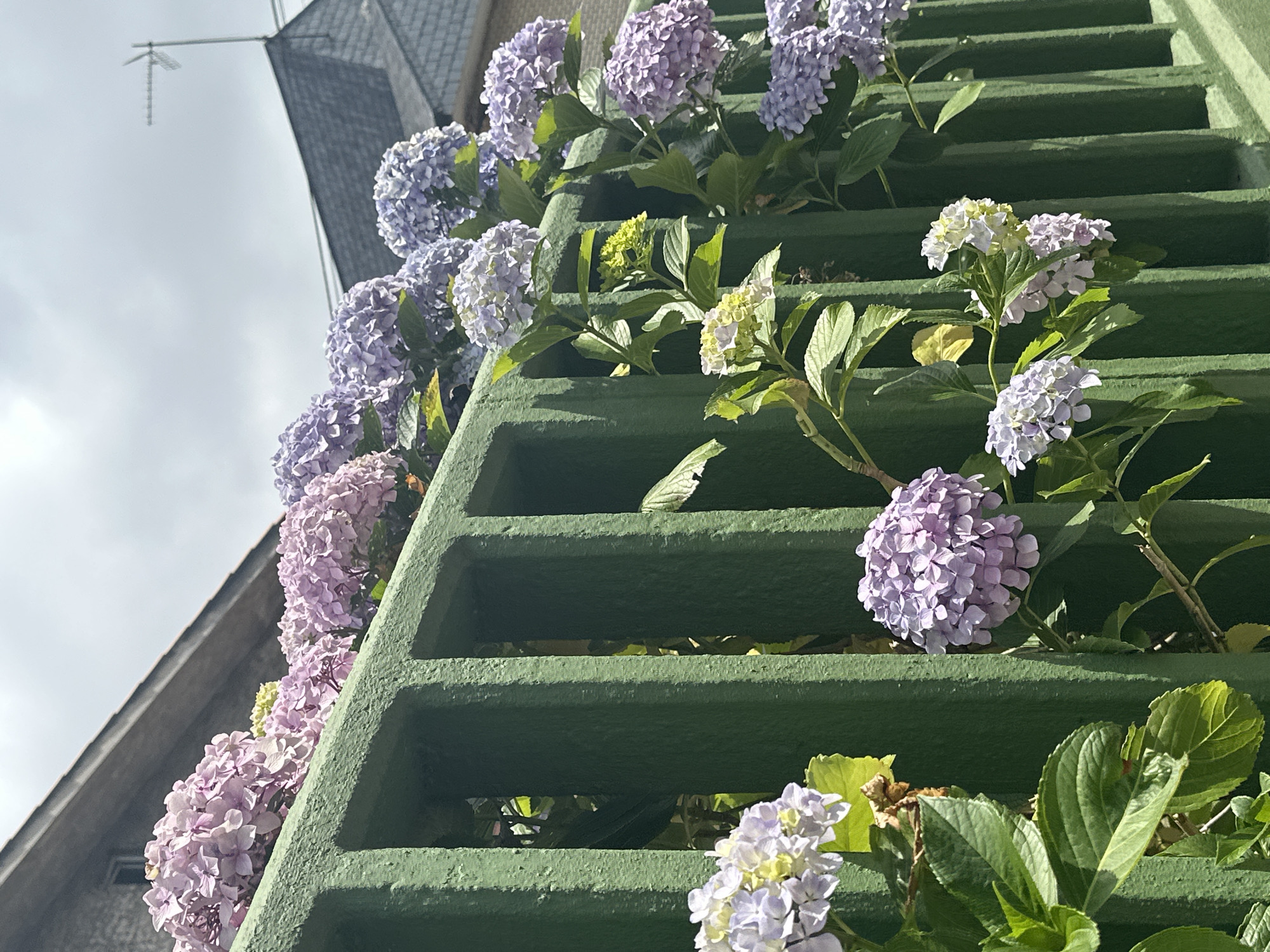 In Oviedo, Spain, a vibrant display of hydrangeas cascades over a bright green, slatted fence. The flowers are a mix of soft pinks and blues, with some clusters appearing almost white. Lush green leaves provide a backdrop to the blooms, and branches intertwine with the fence's structure. In the background, the muted tones of a building with a grey, slate-tiled roof are visible under an overcast sky. A television antenna pokes above the rooftop, suggesting a residential setting within the city. The sunlight creates subtle shadows, highlighting the textured surfaces of the fence and the delicate petals of the flowers. The scene conveys a sense of natural beauty integrated into an urban environment.