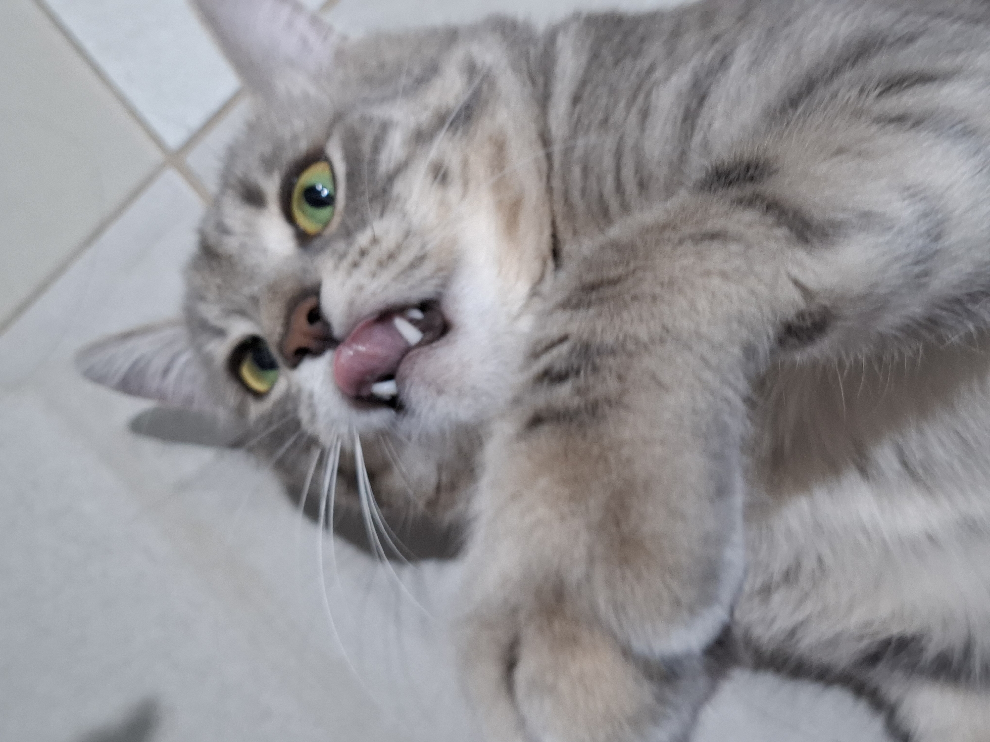 A close-up, low-angle shot captures a domestic cat lying down, likely indoors, on what appears to be a light-colored tiled floor. The cat is a grey tabby with distinctive darker grey stripes and lighter fur around its muzzle and underbelly. It possesses vibrant greenish-yellow eyes that are wide open and directed towards the viewer. Its pink nose is prominent, and its mouth is open, revealing a pink tongue partially extended, as if mid-lick or caught in a playful expression. Several small white teeth are visible within its mouth. Long, white whiskers extend outwards from its snout. The cat's front paws are curled, suggesting a relaxed or playful posture. The overall mood of the image is candid and lively, capturing a specific moment of the cat's activity, possibly grooming or reacting to something. The background is softly out of focus, highlighting the cat as the main subject. No text is visible in the image.