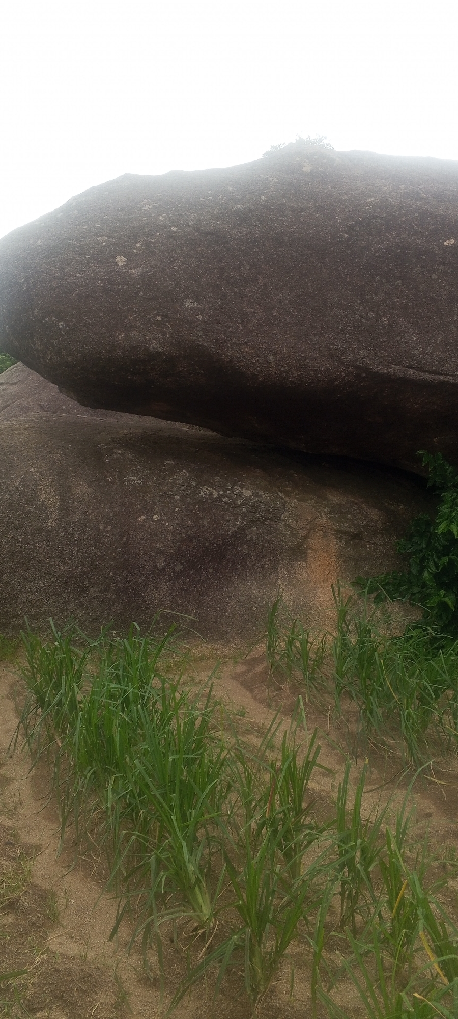 The image shows a large, dark, weathered rock formation dominating the upper half of the frame. The rock appears smooth in places and rough and pitted in others. The sky above is overcast and bright, with some atmospheric haze obscuring the top of the rock formation. Below the rock formation, a line of young, green grass is growing in sandy soil. The grass is planted in neat rows, suggesting it might be a crop. To the right of the frame, some green foliage is visible, indicating the presence of other plants or bushes. The scene appears to be in a natural outdoor environment.