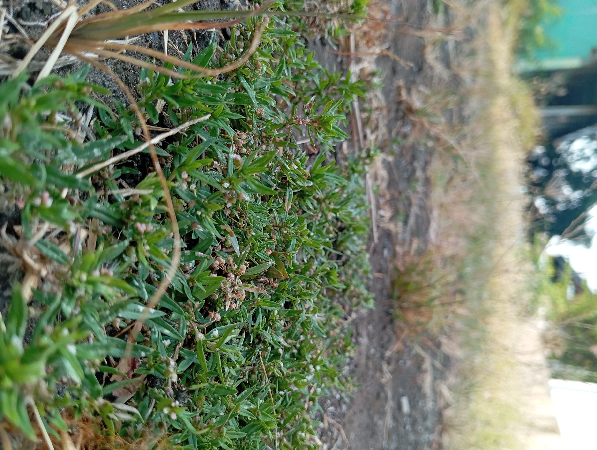 The image is a close-up, low-angle shot of low-growing green vegetation, possibly a type of ground cover or small weed, on dark soil. The plants are dense and have small, light-colored buds or flowers. Some dry, brown grass stalks are also visible, particularly in the foreground and to the left. In the background, the scene is blurred, but hints of dry, yellowish grass, and some indistinct structures, possibly buildings or trees, can be discerned. The lighting suggests it is daytime, with natural light illuminating the scene. The overall impression is of a natural, unkempt area, possibly a roadside or uncultivated patch of land in Pandaan, Indonesia.