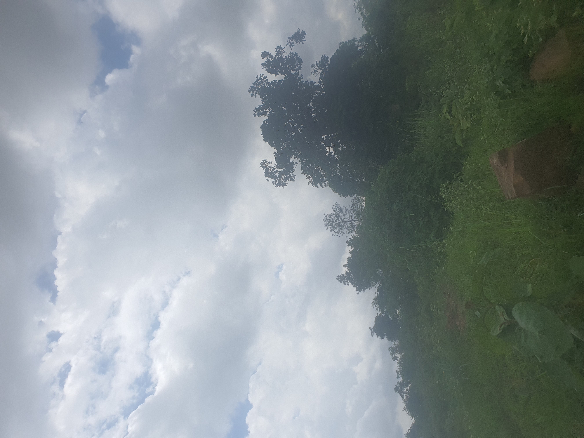 The image depicts a lush green hillside under a cloudy sky. In the foreground, tall grass and a large leaf plant dominate the lower section. A rough, brown rock is visible on the right side of the foreground. The middle ground is characterized by dense vegetation, including bushes and trees, with a larger, leafy tree prominently featured on the right side of the frame. The background consists of a hillside covered in trees and foliage, sloping upwards towards the sky. The sky itself is filled with numerous white and grey clouds, with patches of blue sky visible in between. The overall scene suggests an outdoor, natural environment, possibly a park or a rural area. The image does not contain any individuals, objects of human construction, or any discernible actions or interactions. The location is identified as a hillside in Jos, Nigeria.