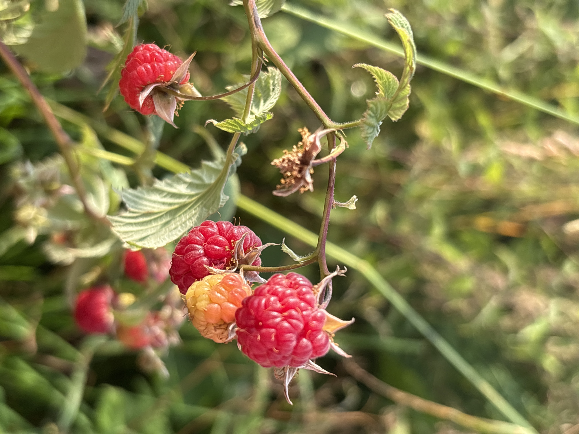 In Tipinitsy, Russia, a close-up, eye-level, vertical shot focuses on a branch of ripe raspberries growing amidst lush green foliage. The raspberries, varying in color from bright red to a softer orange, are clustered together, with some appearing more mature and vibrant than others. The background is softly blurred, suggesting natural sunlight filtering through the leaves, creating a warm and inviting atmosphere. The scene is devoid of any human presence or activity, highlighting the natural beauty of the fruit and its surroundings. The overall impression is one of a serene, sun-drenched summer day, capturing the essence of ripe berries ready for harvest.