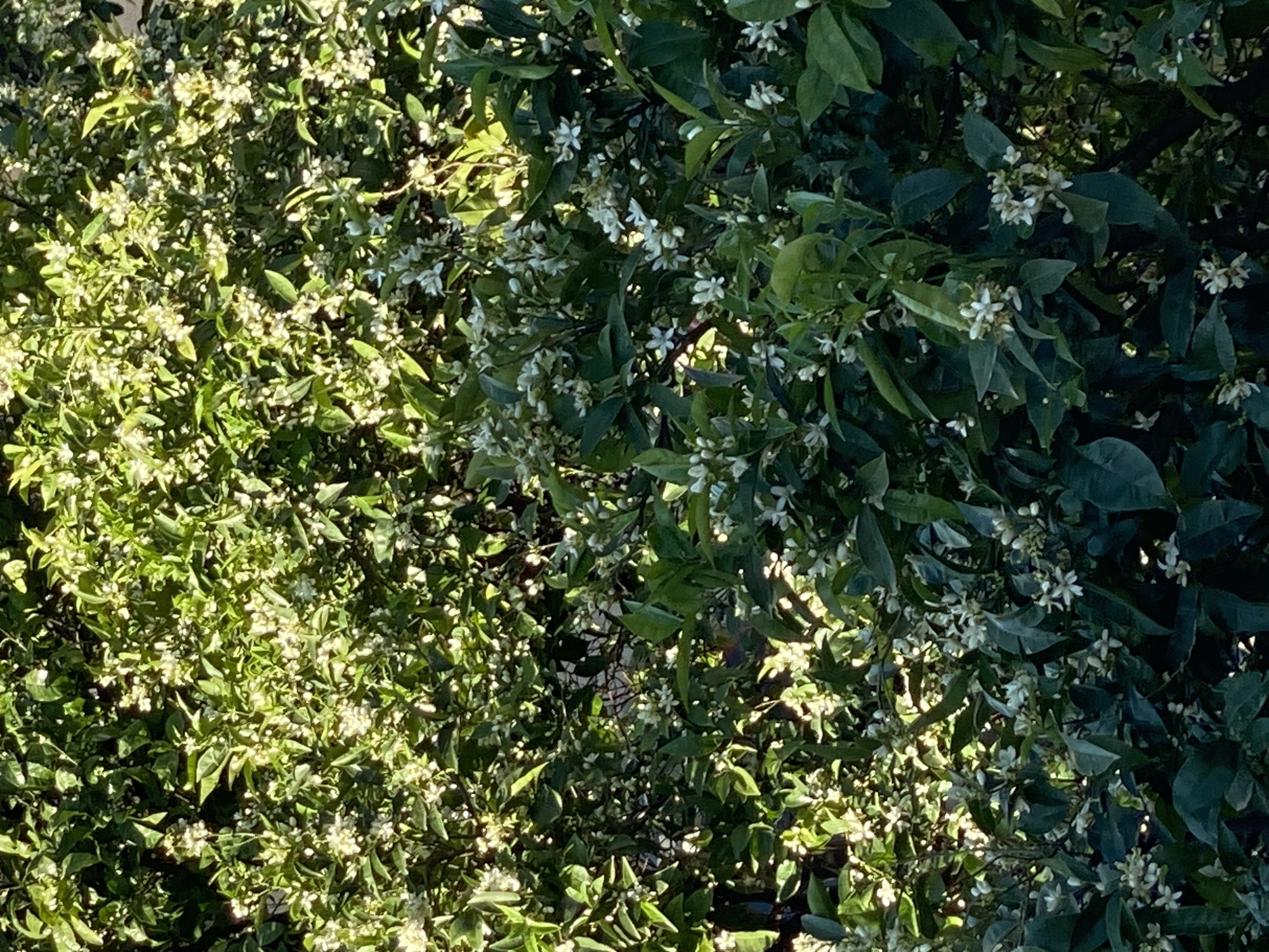 The image shows a dense collection of green foliage and small white flowers. Sunlight filters through the leaves, creating variations in brightness across the scene. The location of the city of Budva, Montenegro cannot be confirmed or denied without external information.