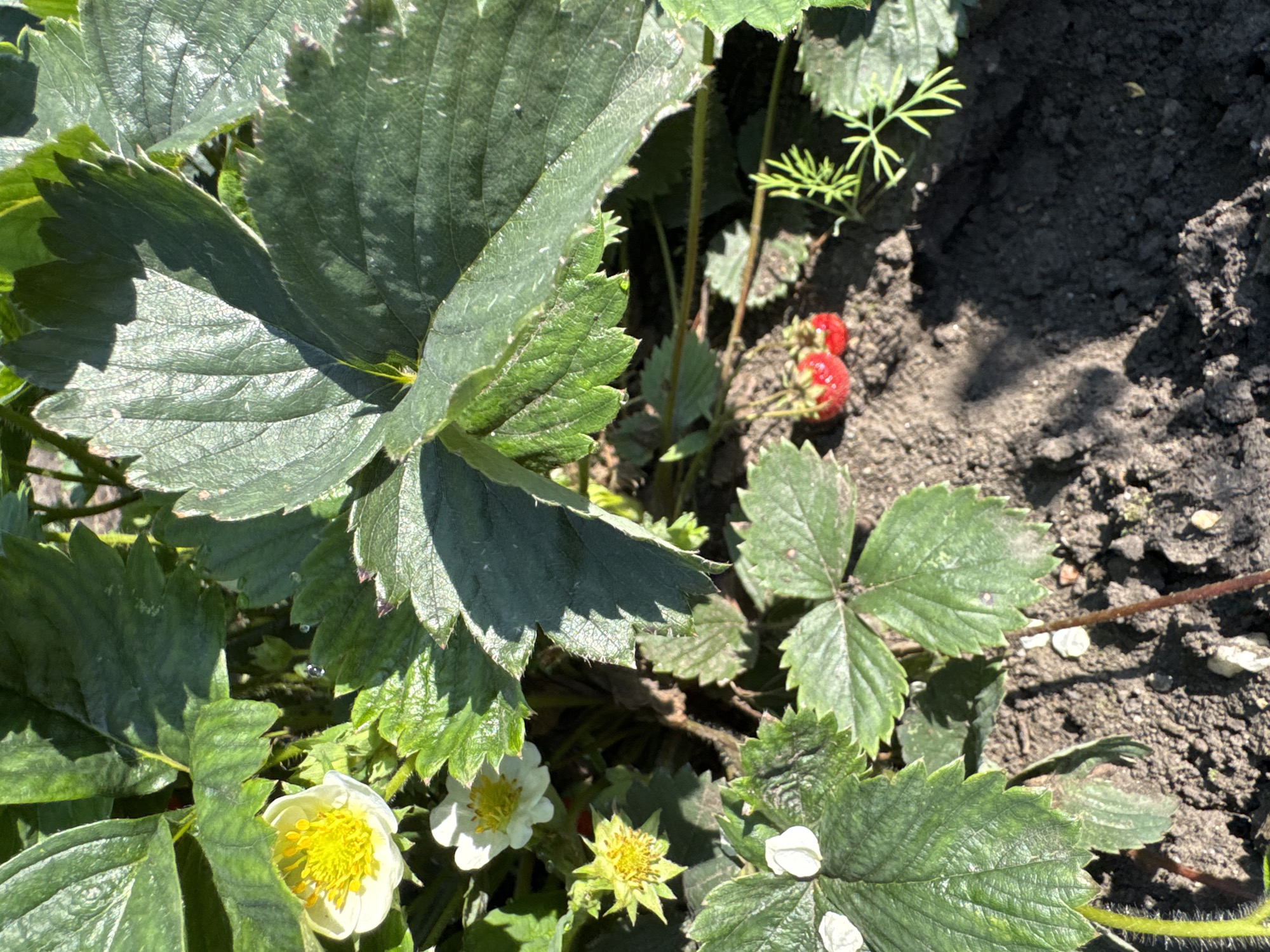 The image shows a close-up view of a strawberry plant with lush green leaves, white and yellow flowers, and two ripe red strawberries near the bottom right. The plant is growing in dark soil. The scene appears to be outdoors, likely in a garden. The lighting suggests it is daytime, with shadows indicating sunlight. The Urazovo, Russia location is not explicitly visible or inferable from the image content.