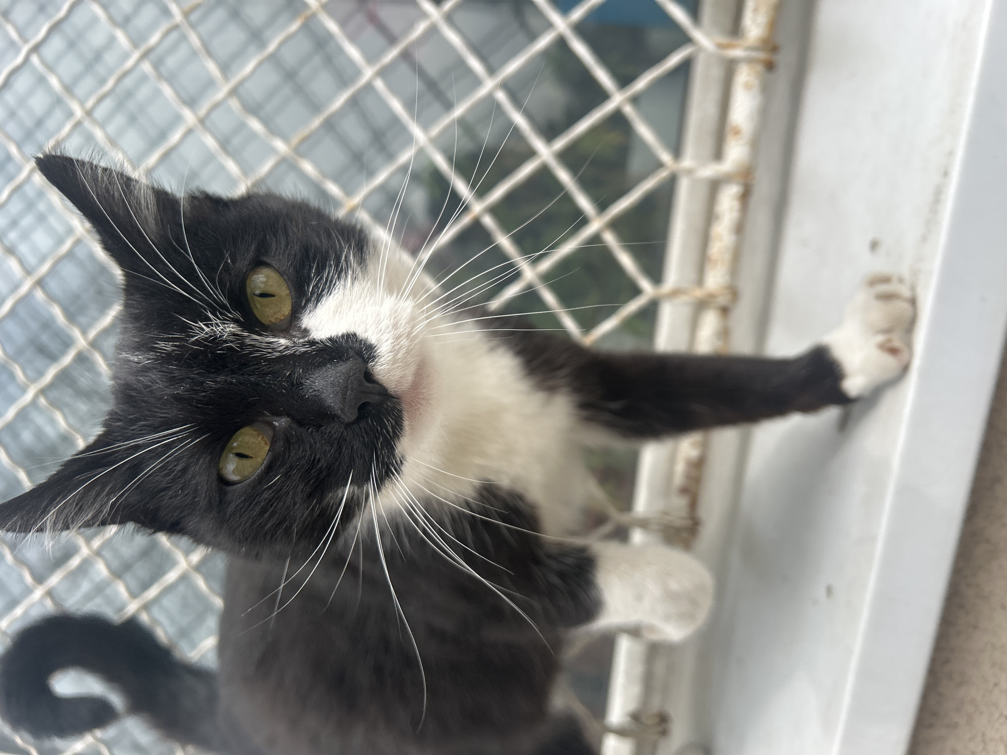 A black and white cat is seen from below, looking upwards through a wire mesh. The cat has yellow-green eyes and long white whiskers. The cat's front paws are extended towards a white ledge. The background is out of focus, but appears to be an urban environment.