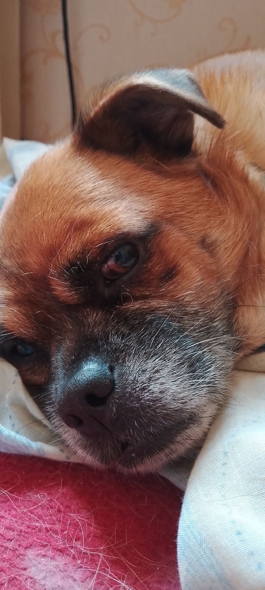 An extreme close-up, vertical, medium shot captures the face of a small, tan-colored dog with dark markings around its snout and eyes, lying down and appearing tired or sad. The dog's left eye is slightly red and appears irritated. The dog is resting its head on a light-colored, patterned fabric, likely a pillow or blanket. In the foreground, a pink, textured surface is visible, possibly another blanket. The background shows a beige wall with a subtle, ornamental pattern. The lighting suggests an indoor setting with soft illumination.