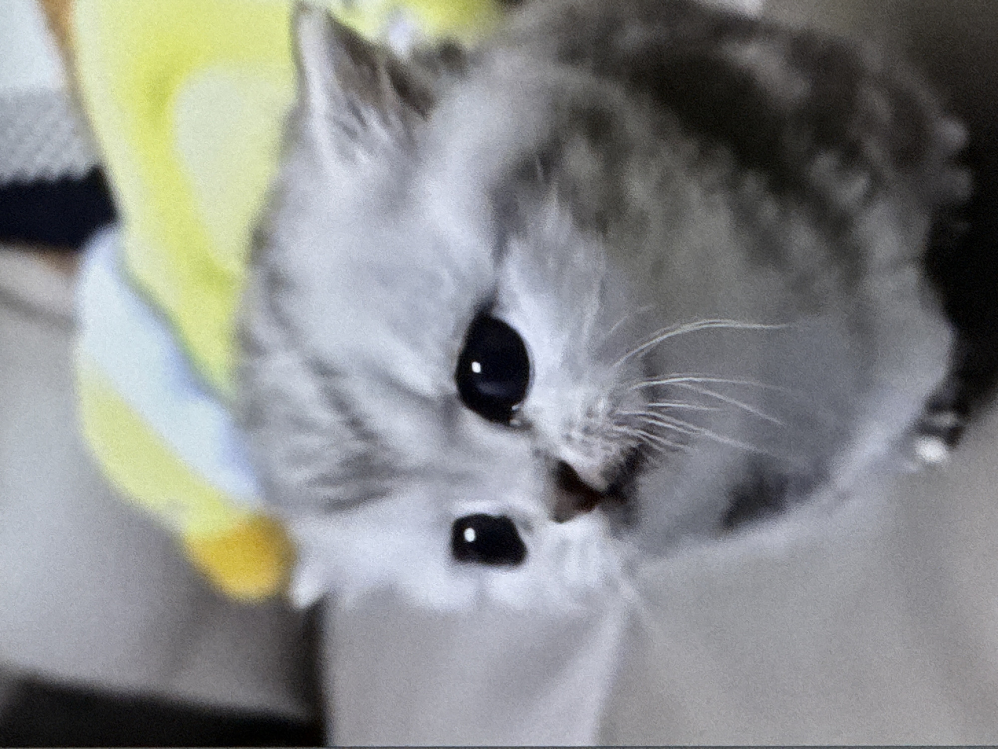 The image shows a close-up of a silver tabby kitten with large, dark eyes. The kitten is looking slightly off-camera to the left. Its fur is light gray with darker tabby markings. The background is blurred and appears to be a domestic setting with a yellow and blue blanket or toy visible behind the kitten. There are no identifiable landmarks or features that would indicate a specific location in the city of Cahul, Moldova. The image is a still photograph and depicts no action or interaction.