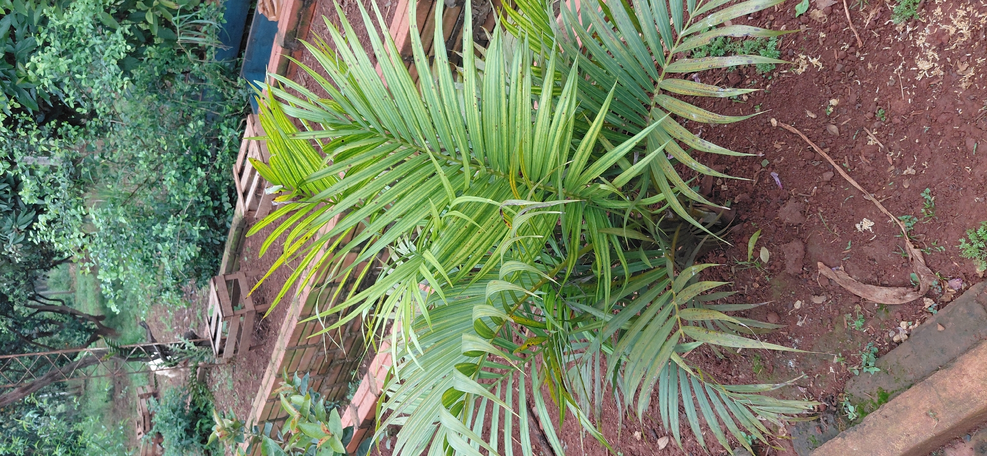 An outdoor scene in Encarnacion, Paraguay, features a vibrant green palm plant as the central subject. The plant has long, slender fronds that exhibit a striped pattern of lighter and darker green, with some brown spots on the leaves. It is planted in reddish-brown soil. In the background, there are brick borders defining garden beds, some of which contain wooden crates. Beyond the garden beds, lush green foliage and trees are visible, suggesting a natural or cultivated green space. The overall impression is of a garden or nursery environment. There are no people or animals visible in the image.