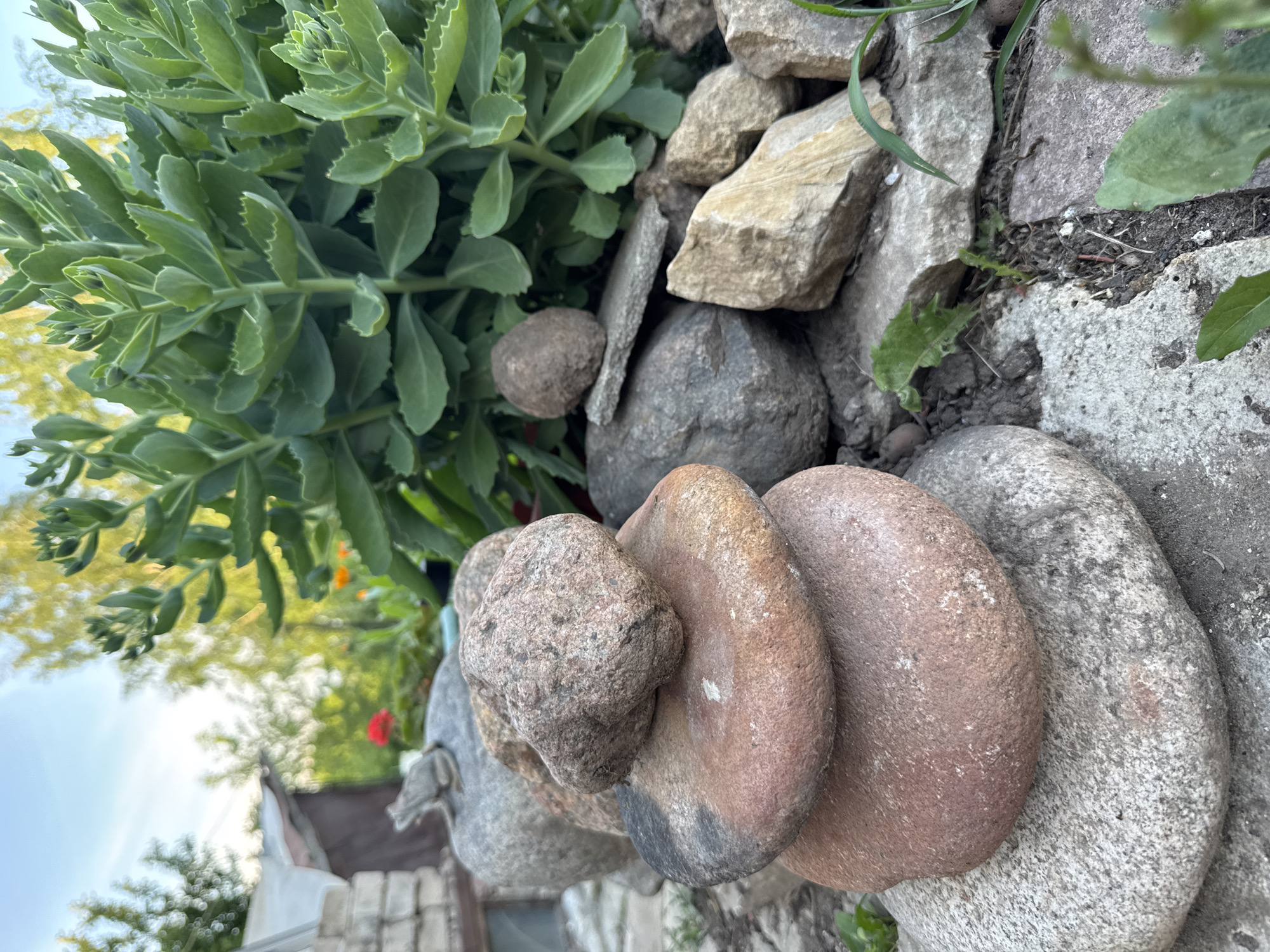 The image depicts an outdoor scene in Kazan, Russia, featuring a carefully stacked cairn of various-sized, smooth river stones in the foreground. The stones vary in color from light gray to reddish-brown and some have a rough, speckled texture. Behind the cairn, a lush green succulent plant with thick, fleshy leaves dominates the mid-ground. In the background, out of focus, are trees with yellowing foliage suggesting an autumn season, and a blurred structure that appears to be a building or shed with a white roof. A small, grey, frog figurine is perched atop a larger, grey stone to the left of the cairn. The ground is a mixture of soil, gravel, and some cracked concrete or stone paving. The lighting suggests it is daytime, possibly late afternoon, with soft sunlight filtering through the trees. There are no people or any discernible action occurring in the scene.