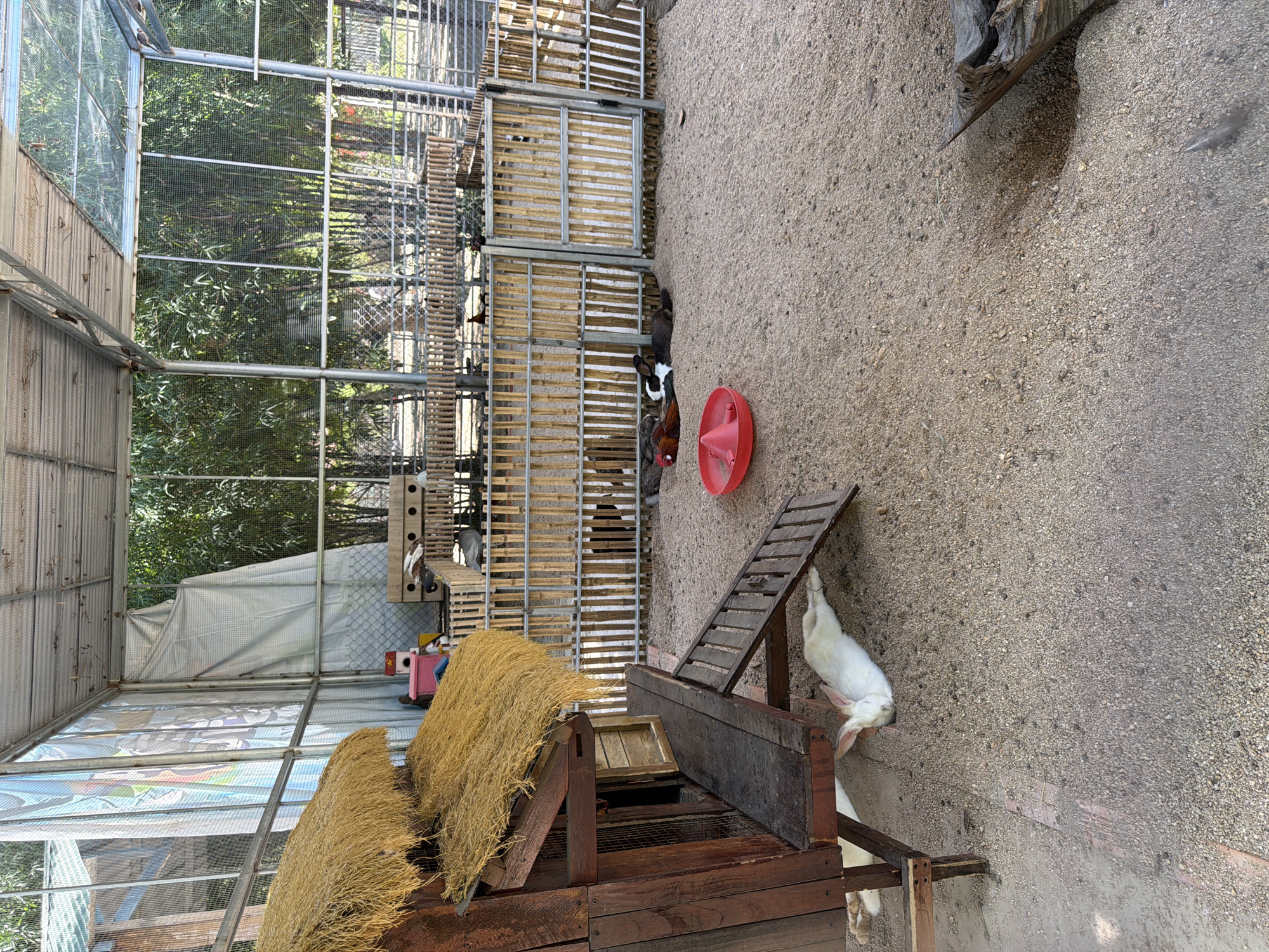 In Hoa Thang, Vietnam, a farm enclosure houses several domestic animals. A wooden structure with a thatched roof, resembling a chicken coop, stands on the left. A white rabbit is resting on the ground near the coop's ramp. Further into the enclosure, a red plastic feeder is placed on the sandy ground. A group of rabbits and what appear to be ducks are lying down or resting near a bamboo fence that divides the enclosure. The environment is characterized by sandy ground and a wire mesh roof supported by metal poles, with bamboo fencing creating partitions.