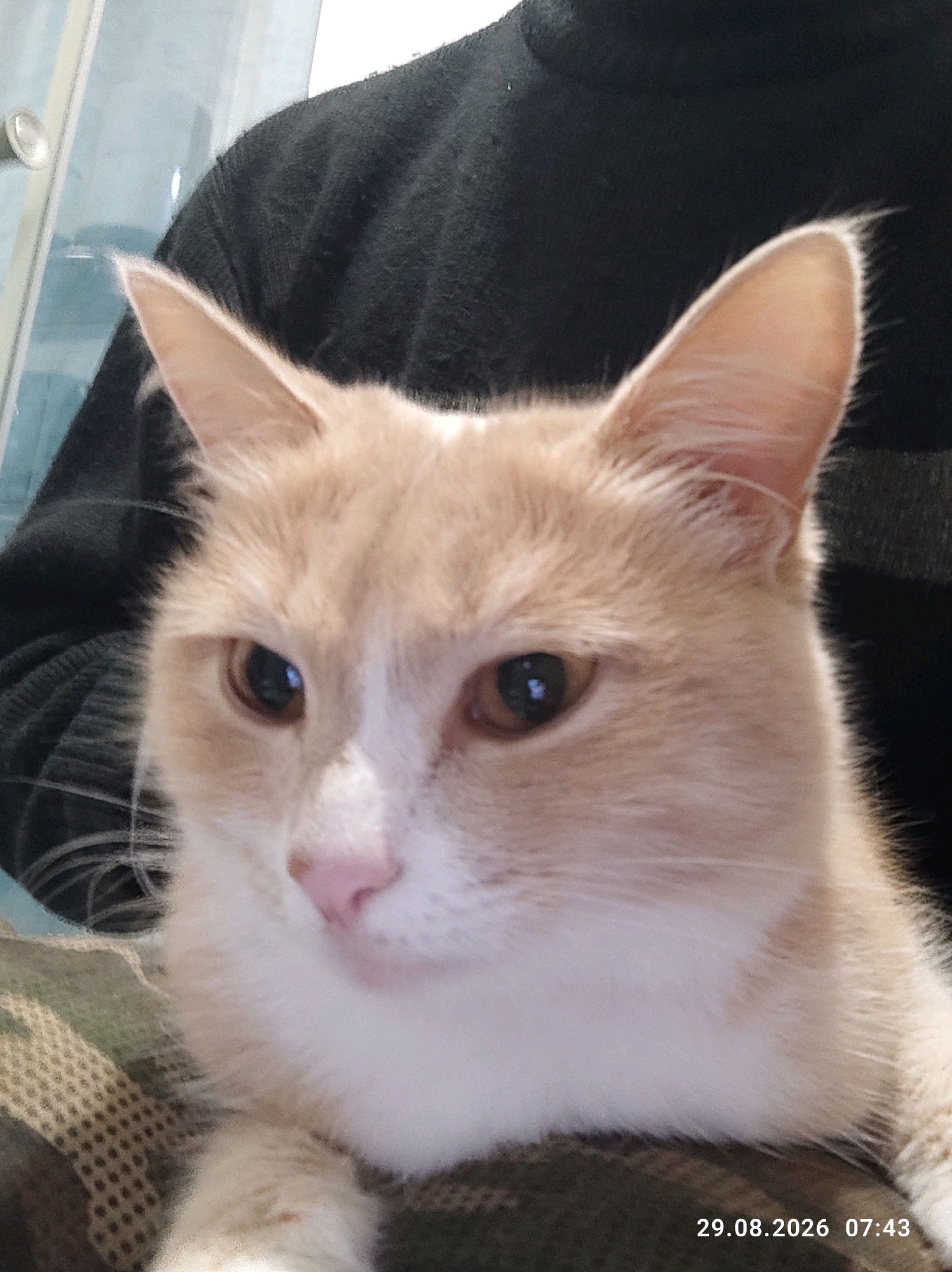 The image shows a close-up of a ginger and white cat. The cat is looking directly at the camera with its ears perked up. Its fur is light ginger with white markings on its face and chest. The cat's eyes are large and brown. The cat is being held by someone, as indicated by the dark fabric of their clothing visible behind the cat. The background is out of focus, but appears to be an indoor setting with some blue and grey elements, possibly a wall or furniture. The bottom right corner of the image has a timestamp that reads "29.08.2026 07:43". There is no identifiable information in the image that would suggest a specific location in the city of Kostroma, Russia.