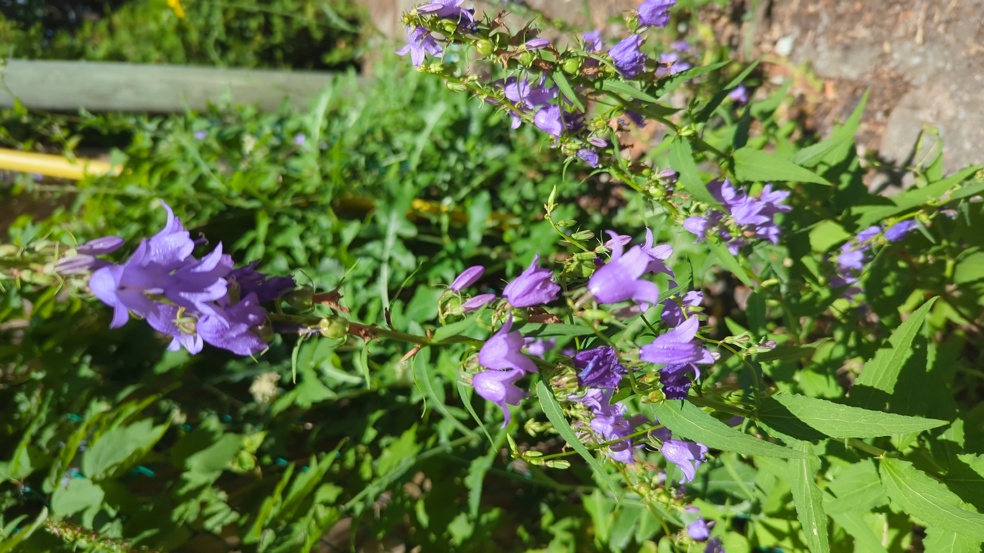 This is a close-up, outdoor, eye-level, natural light photograph of bell-shaped, purple flowers on a plant with green leaves. The flowers are clustered along stems, with some appearing wilted. The background is blurred, showing green foliage, a wooden post, and a hint of a yellow vertical object, suggesting an outdoor setting. The ground in the foreground appears to be a mixture of dirt and small stones. There are no people or animals visible. The specific location in Montreal, Canada, cannot be determined from the visual information provided.