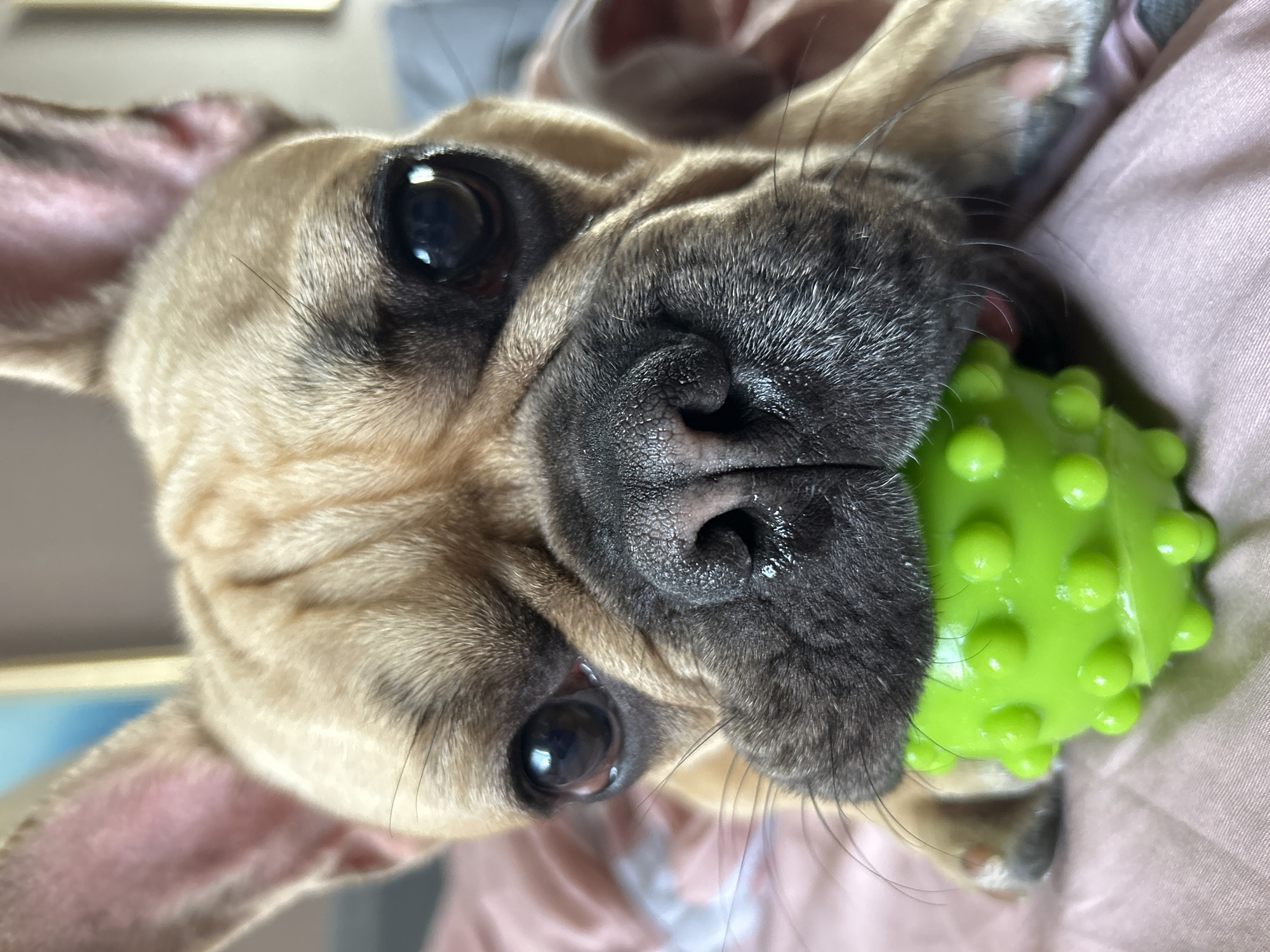 A close-up, tilted shot shows the face of a fawn-colored French Bulldog with a green, spiky ball in its mouth. The dog's large, dark eyes are looking directly at the camera. Its nose is black and wet, with visible whiskers. The dog's ears are pink on the inside and have a velvety texture. It appears to be resting on a pink, soft surface, possibly a blanket or clothing. The background is slightly blurred, but hints of a room are visible, with what looks like a framed picture on the wall. The lighting suggests it could be daytime indoors. The dog's expression seems playful and content. There is no visible text in the image.