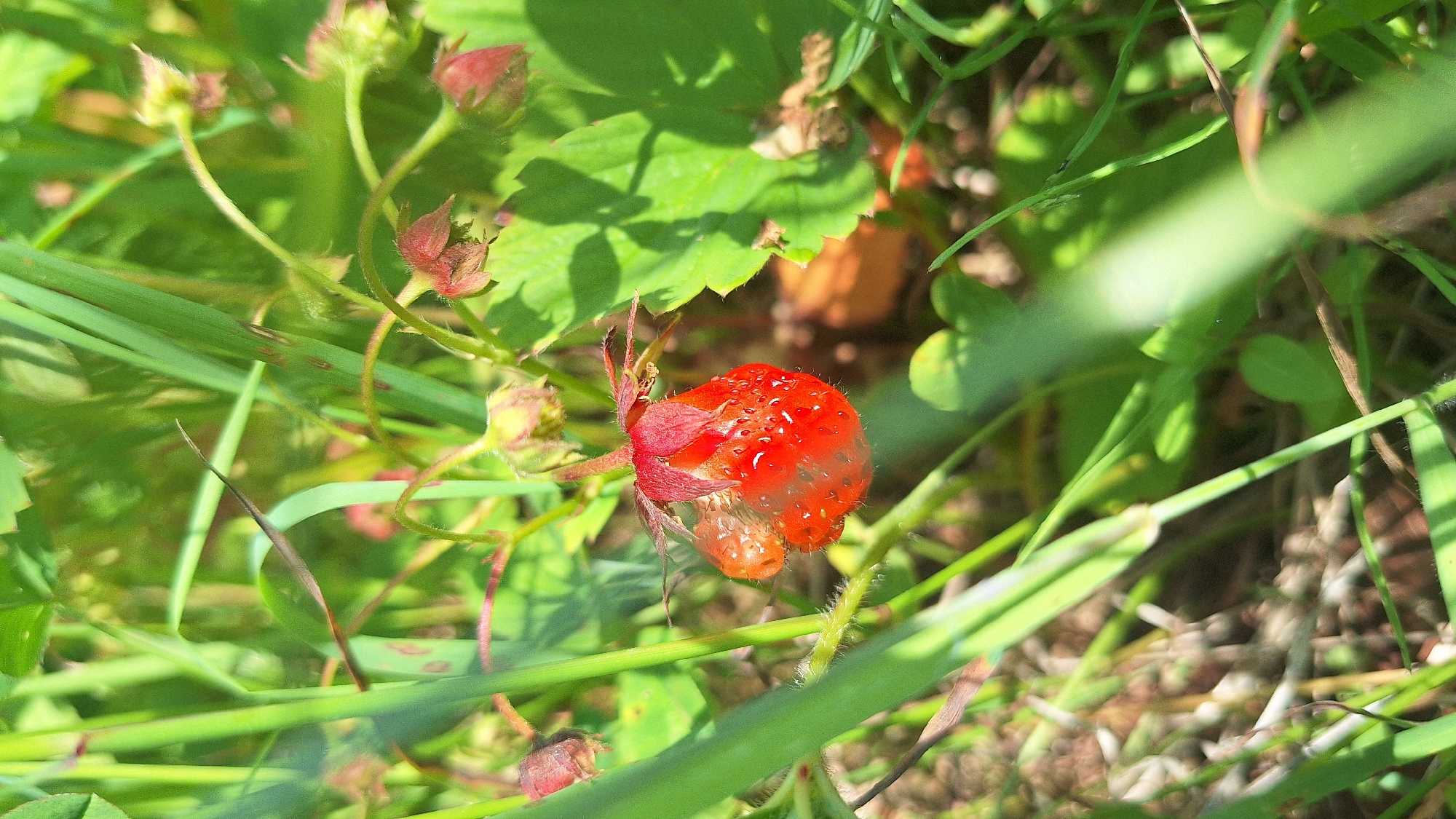 A single wild strawberry, ripe and red, is nestled amongst green grass and leaves. Dewdrops glisten on its surface. The strawberry has a small, underdeveloped fruit attached to its side. The scene is set in a natural outdoor environment, likely in the city of Nogliki, Russia, as indicated by the context. The focus is sharp on the strawberry, with the surrounding foliage blurred, suggesting a close-up shot. There are no people or animals visible in the image, and no discernible actions or interactions are taking place. The lighting suggests it is daytime, with sunlight filtering through the leaves.
