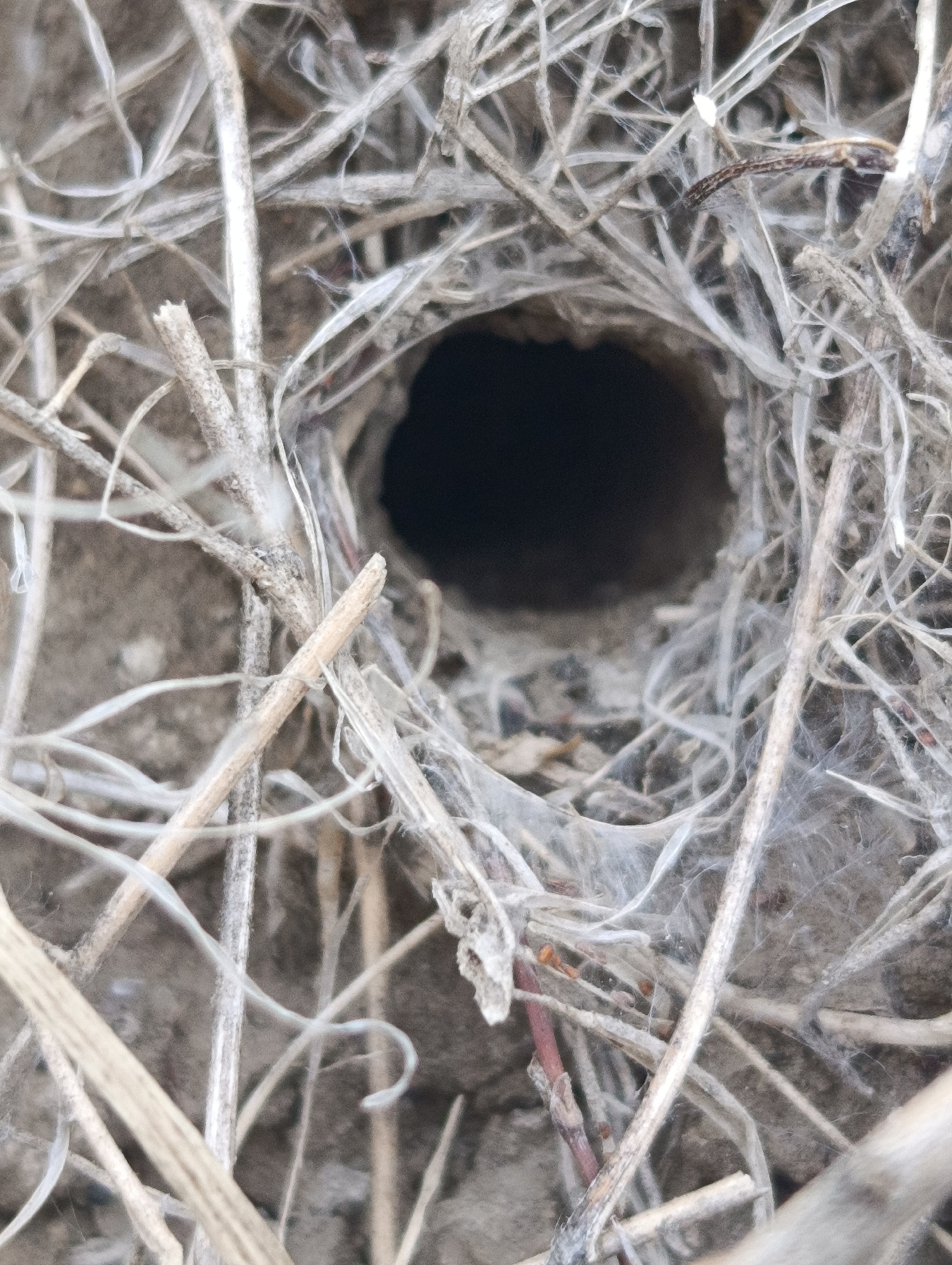 The image shows a close-up view of a small, dark hole surrounded by dry, brittle plant material and cobwebs. The hole appears to be an entrance to an underground burrow. The surrounding vegetation is predominantly light brown and gray, with some hints of darker reddish-brown twigs. The ground beneath the vegetation appears to be soil. There are no people or visible animals in the image. The scene is likely located outdoors, in an uncultivated area. No specific location in the city of Eski, Uzbekistan can be identified from the image alone.