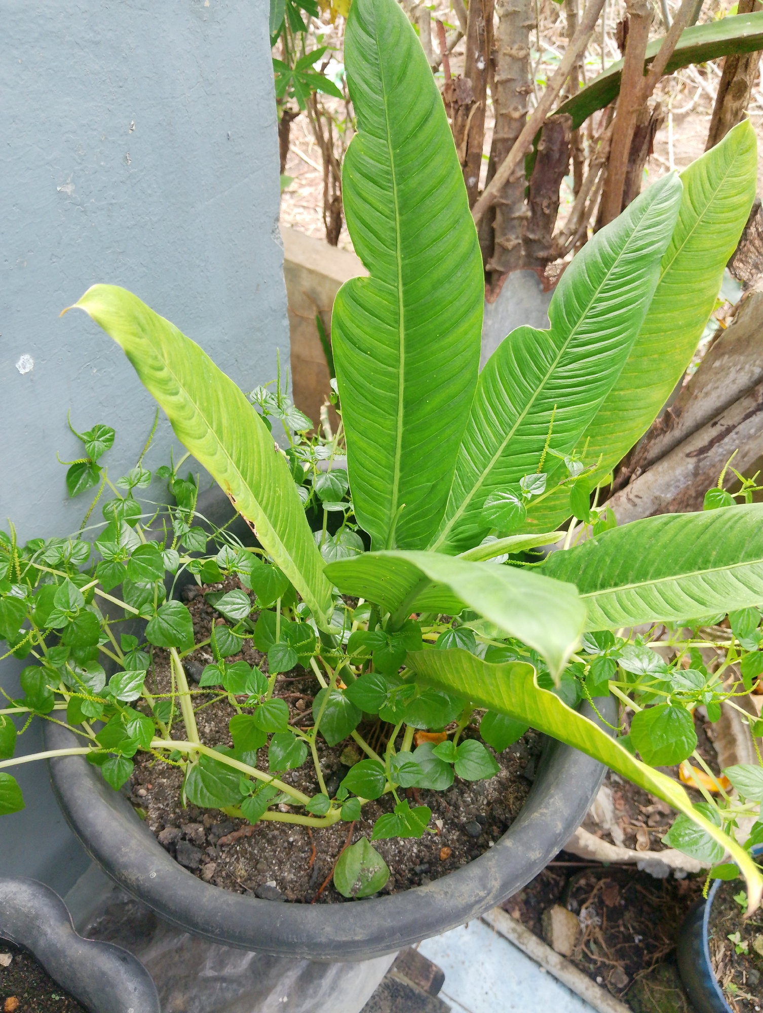 In Naga Jaya 1, Indonesia, a large potted plant with broad, green leaves and smaller, dense green foliage is situated next to a grey, textured wall. The plant is in a dark grey, circular plastic pot. The background shows a collection of dry, thin tree branches and a hint of more foliage. The scene appears to be outdoors, with natural light illuminating the plants. There are no people visible in the image.