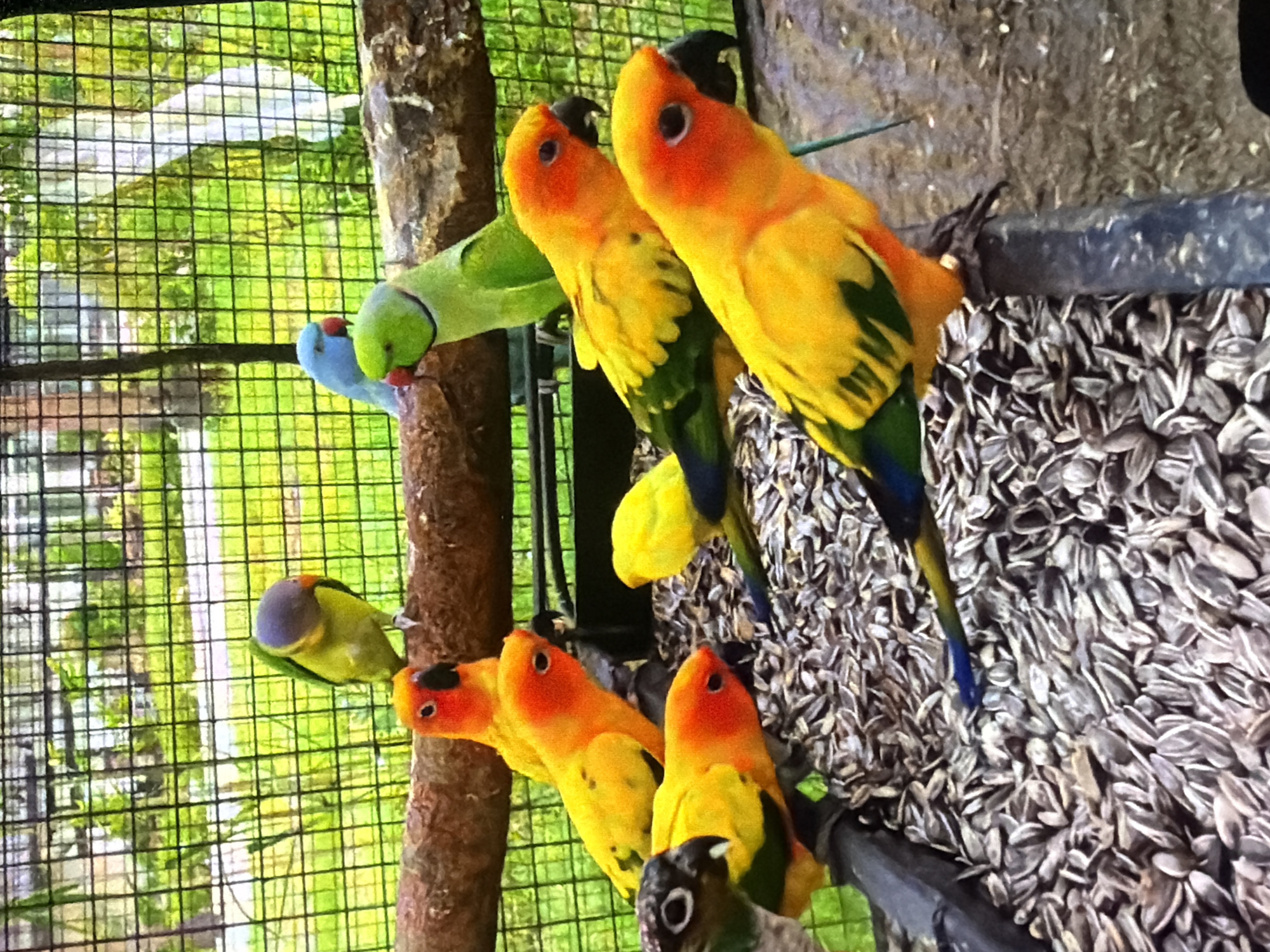 A high-angle, medium shot captures a group of vibrant parrots within an outdoor aviary. The birds are predominantly yellow and orange with some green and blue accents, perched on a wooden beam and on a pile of sunflower seeds. The aviary features a wire mesh enclosure in the background, through which a blurry green, leafy environment is visible. The overall lighting suggests an outdoor, daytime setting. The image appears to be taken in Bukuru, Nigeria, though no specific landmarks are identifiable.