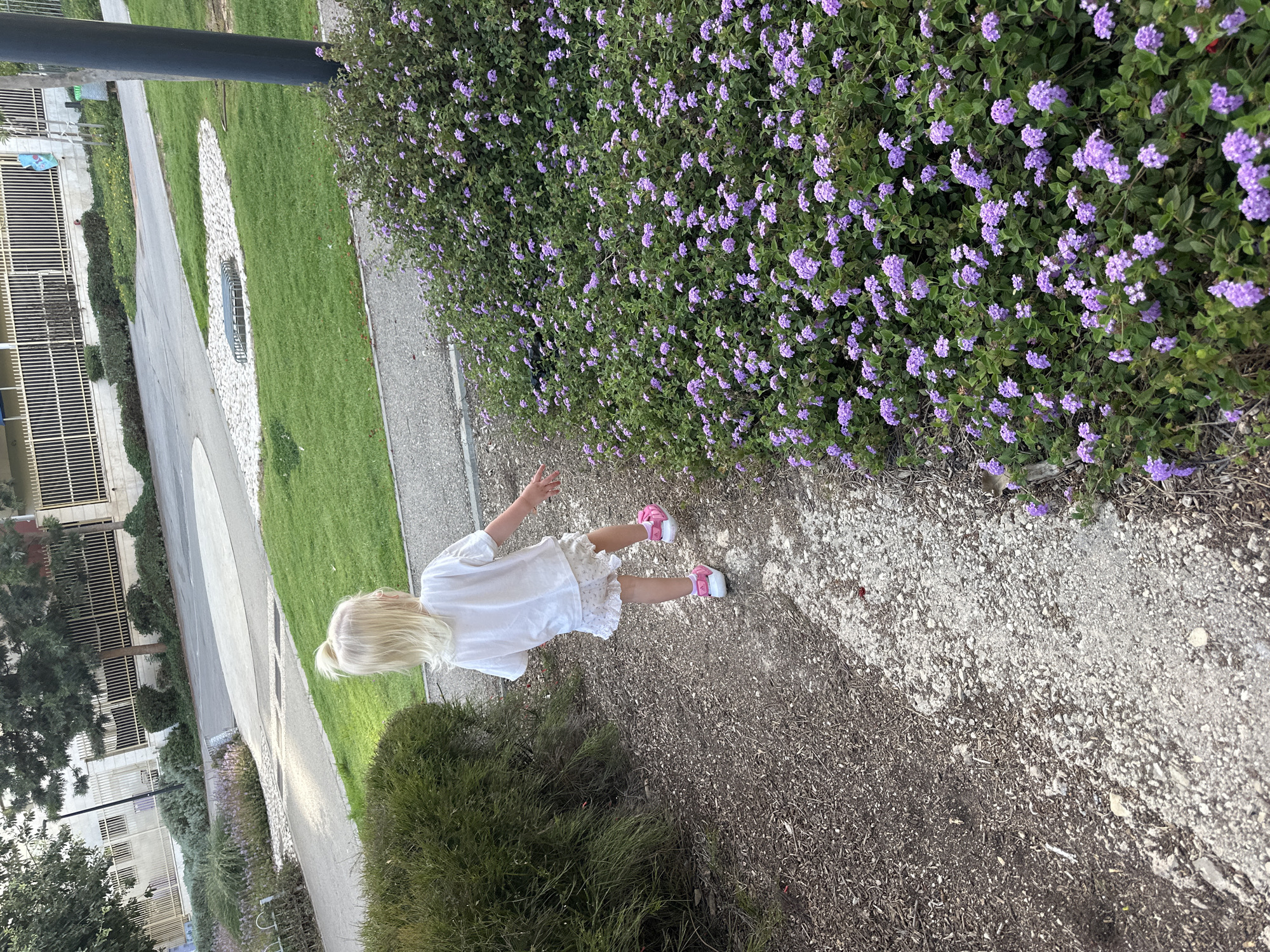 A young girl with blonde hair pulled into a ponytail, wearing a white dress and pink shoes, walks along a paved path. She is seen from behind, facing away from the camera. The path is bordered by a strip of white stones on one side and a dense hedge of blooming purple flowers on the other. Beyond the flowers, a lush green lawn stretches out. In the background, a building with horizontal white slats is visible, along with some trees and other greenery. The scene appears to be outdoors during the daytime, likely in a park or a residential area. The overall atmosphere seems peaceful and serene.