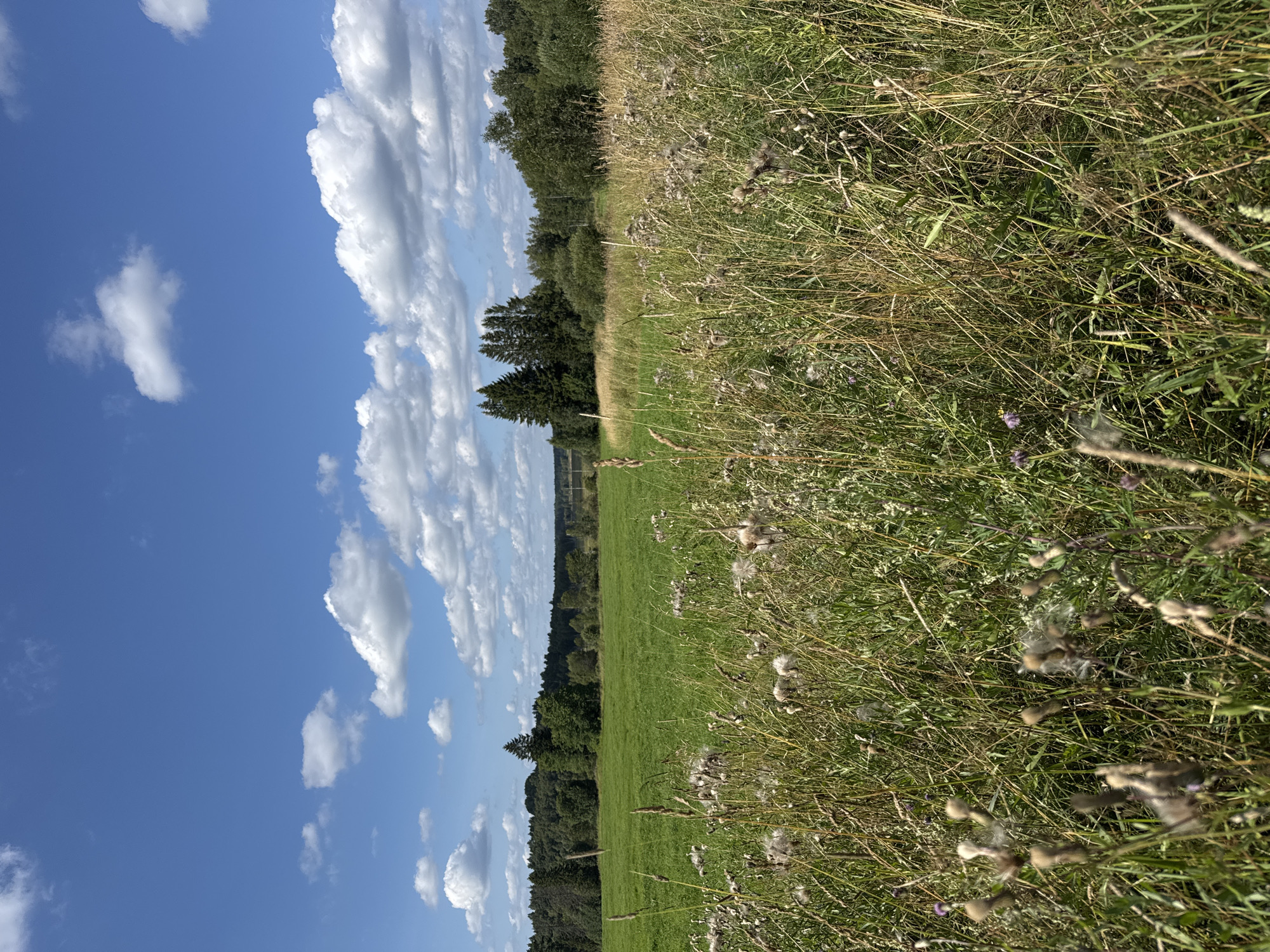 The image depicts a rural landscape under a bright blue sky with scattered white clouds. The foreground is dominated by a field of dry, golden grass and seed heads, with hints of green grass and small purple flowers interspersed. In the middle ground, a vibrant green meadow stretches towards a dense line of trees forming a dark green border against the horizon. The trees appear to be a mix of deciduous and coniferous species, with some taller, darker evergreen trees standing out. The sky occupies the upper half of the image, with a clear blue expanse punctuated by fluffy, white cumulus clouds. The overall impression is one of a serene, natural setting, likely in a rural area, possibly in or around the village of Portovoe, Russia, given the characteristic landscape of the region. There are no people or animals visible in the image. The scene is static and appears to be a landscape photograph taken on a clear day.