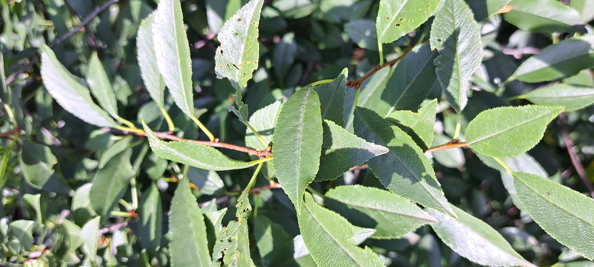The image shows a close-up, eye-level view of green leaves on a tree or shrub, with some of the leaves appearing slightly damaged or eaten along the edges. The leaves are varied in shape and size, with some having a slightly glossy sheen and others a more matte finish. The stems are thin and brown. The background is blurred, suggesting a shallow depth of field, and is filled with more foliage in varying shades of green. There are no people or specific landmarks visible. The overall impression is that of a natural outdoor scene. The location of Азьмушкино, Russia is not visually identifiable from the image itself.
