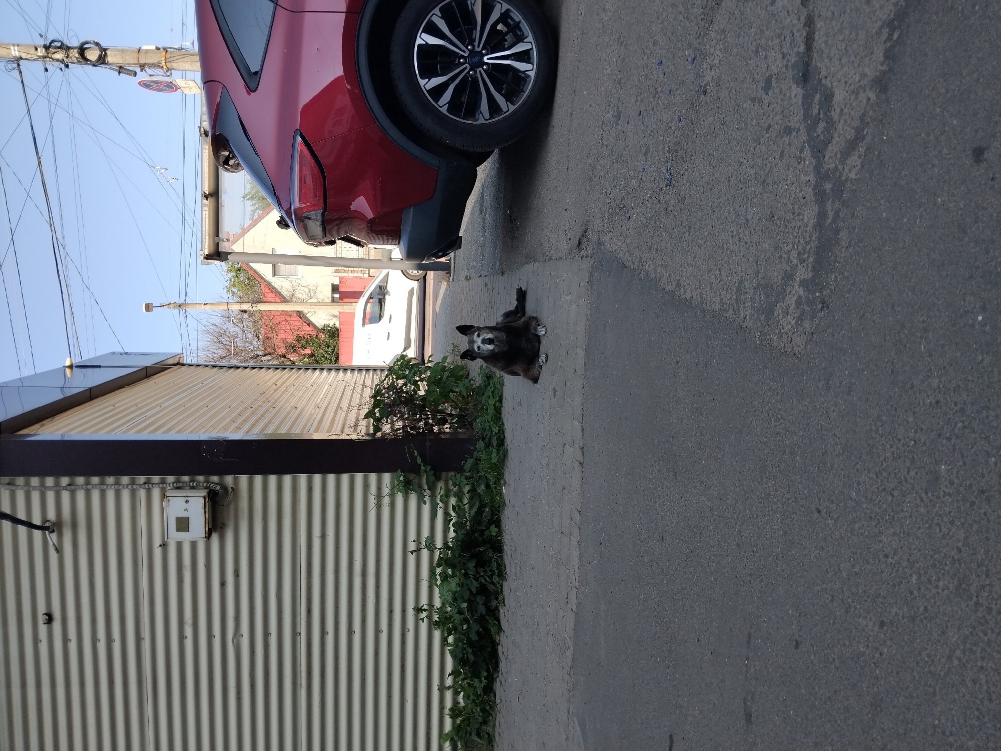 In Zhytomyr, Ukraine, a dark-colored dog rests on a concrete sidewalk adjacent to a building with a ribbed, beige metal facade. To the right of the dog, a portion of a red SUV is visible, with its rear wheel prominently featured. The building's facade is interrupted by a dark, vertical structural element. Green foliage grows along the base of the building and sidewalk. The ground in the foreground is paved with asphalt. Overhead, utility poles and wires traverse a clear blue sky. In the background, a white van is parked near a residential building with a red roof. The scene appears to be an outdoor urban or suburban setting.