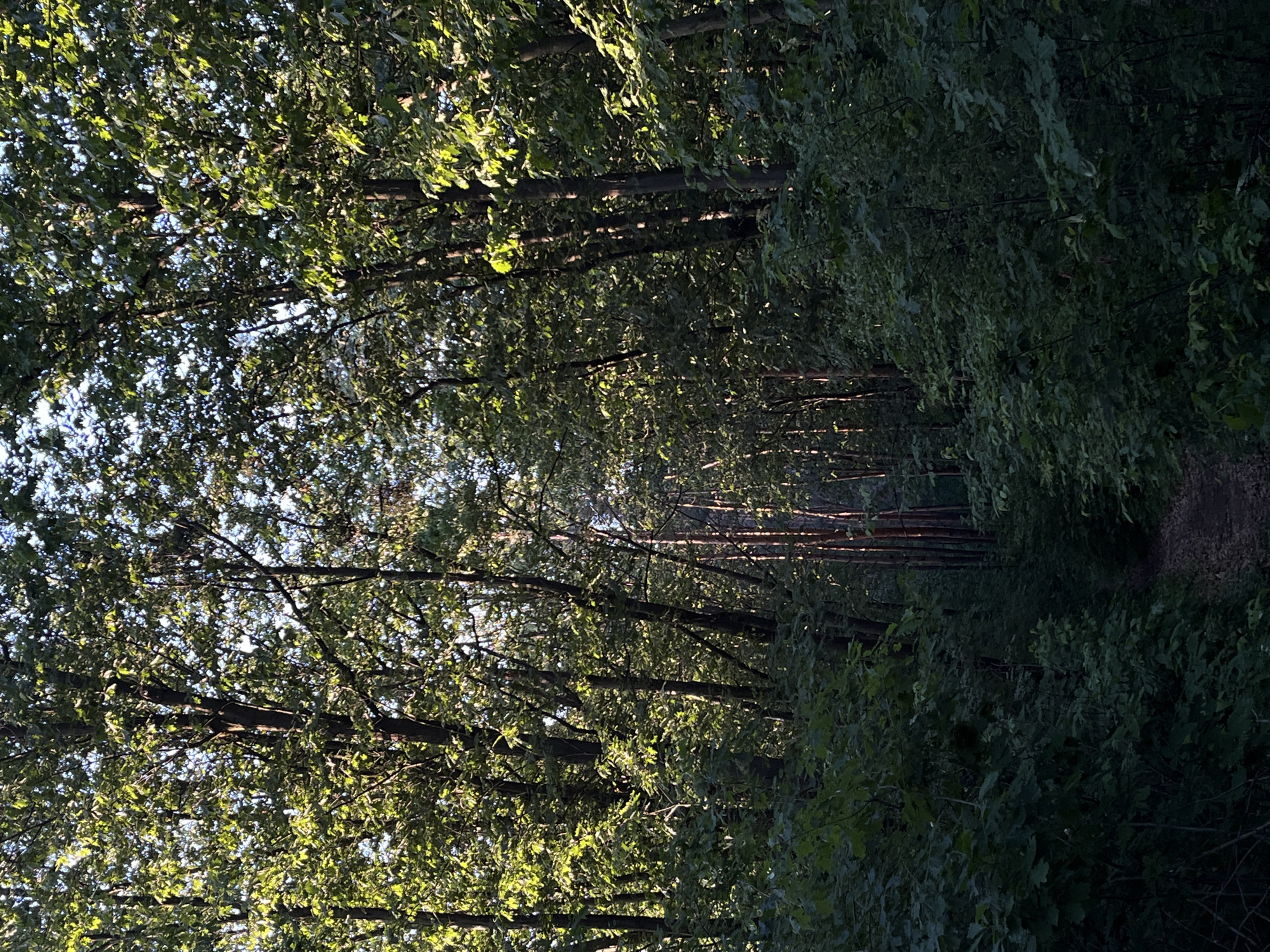 The image shows a view into a dense forest with sunlight filtering through the trees, creating dappled light and shadows. The trees are tall with full canopies of green leaves. A narrow, unpaved path winds its way into the forest, covered with fallen leaves. The environment appears natural and undeveloped, consistent with a park or woodland area. No people or man-made structures are visible. The scene is set in the city of Briukhovychi, Ukraine.