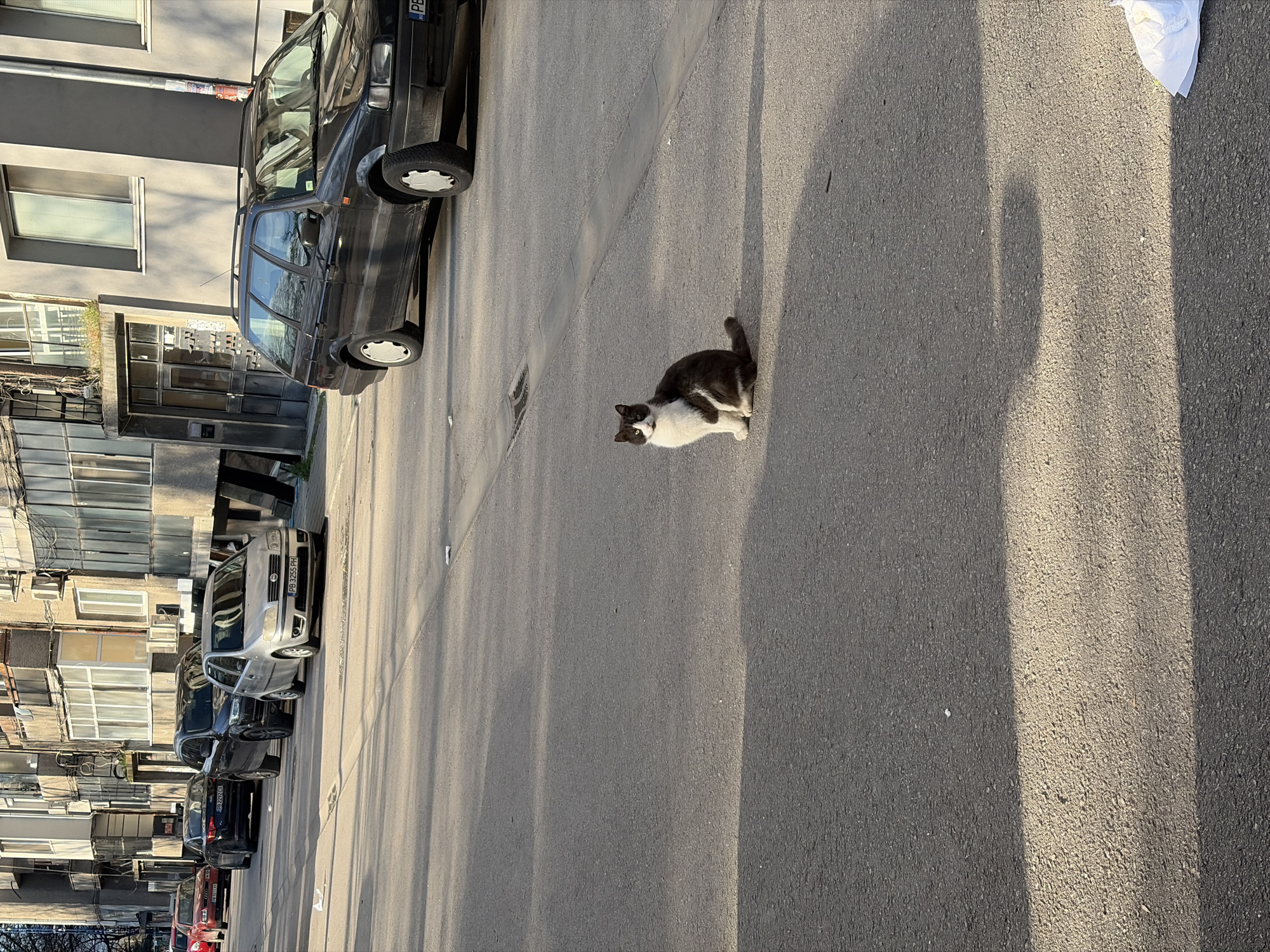 The image shows a street in Plovdiv, Bulgaria, lined with parked cars on the left and an asphalt road. A gray and white cat sits in the middle of the road. Buildings with multiple windows are on the left side of the road. The image is rotated counter-clockwise.