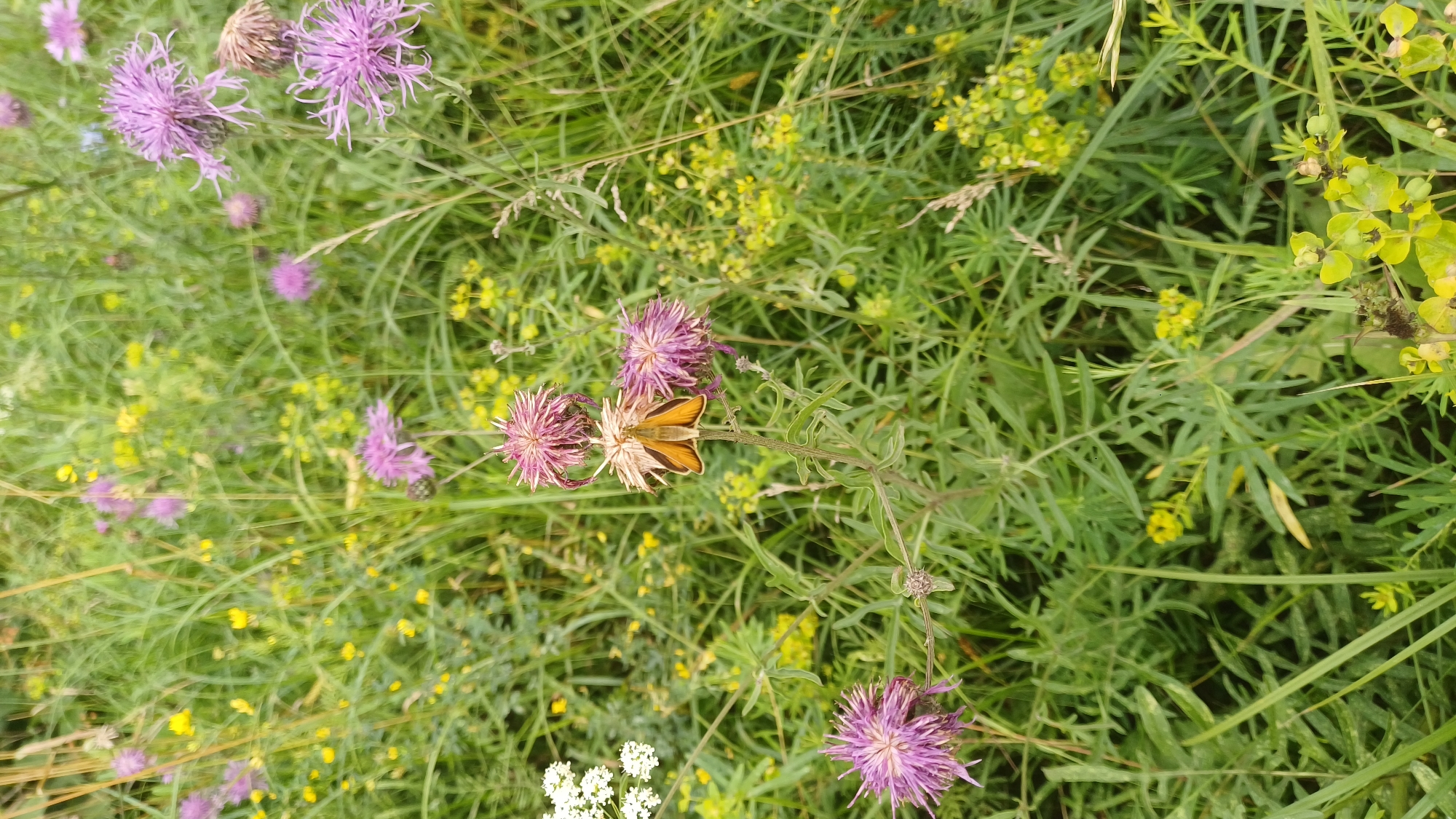 An overhead, slightly angled medium shot captures a cluster of wild flora in Pirogovo, Russia, under soft, overcast lighting. The foreground is dominated by a thin, segmented stem supporting three thistle-like purple flowers. Perched on the center flower is a small, orange-winged butterfly with its wings open, revealing distinct vein patterns. Surrounding this central subject are numerous other wildflowers, predominantly small yellow blooms and more purple thistles, interspersed with tall green grass. The background is a blur of more green foliage and scattered yellow and purple flowers, indicating a meadow or naturalized garden setting. The overall impression is one of a close-up view of a diverse, natural environment.
