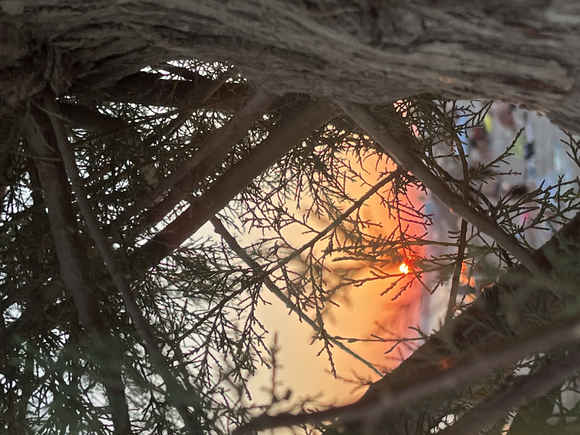 The image depicts a sunset seen through the branches of a tree. The sun, a bright orange orb, is partially visible amidst the foliage, casting a warm glow on the sky which transitions from deep orange near the horizon to a lighter shade of orange and then white towards the top. The tree branches are dark and intricate, creating a natural frame for the sunset. In the background, blurred figures of people can be seen on what appears to be a beach or shoreline. The overall scene suggests a peaceful evening at a coastal location. This view is consistent with coastal areas within Paleo Faliro, Greece, known for its seaside promenades and beaches.