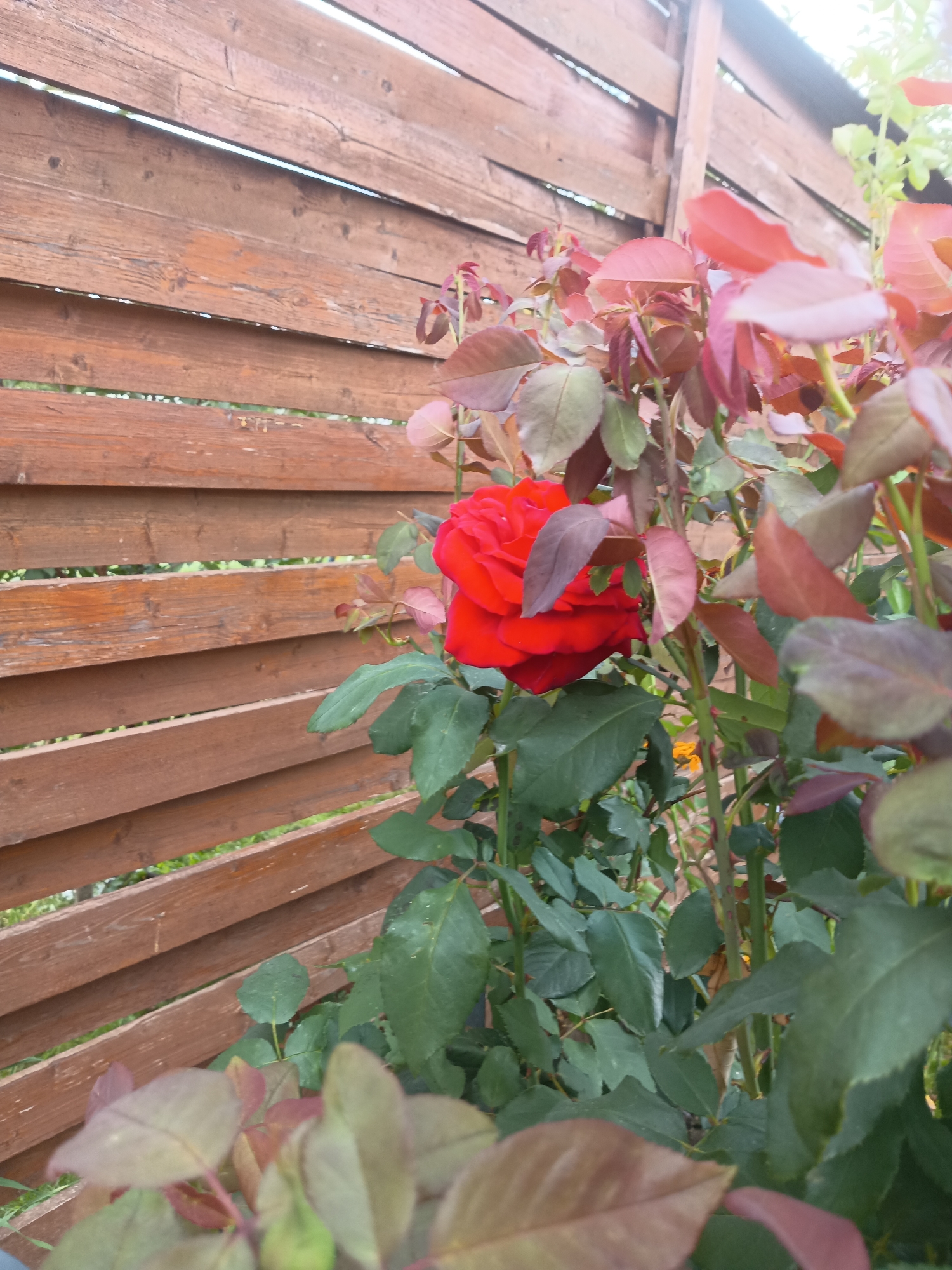 In Repnikovo, Russia, a close-up shot captures a vibrant red rose in full bloom, its petals unfurling against a backdrop of green foliage and a rustic wooden fence. The fence, constructed from weathered horizontal planks, runs diagonally across the upper left portion of the frame, showing signs of age and outdoor exposure. The rose, a focal point, is partially obscured by its own leaves and the reddish-brown new growth of the plant. Sunlight filters through the leaves, creating dappled lighting and highlighting the texture of the petals. The environment appears to be a garden or backyard, with the fence suggesting a boundary or privacy screen. There are no people or animals visible in the image. The overall scene conveys a sense of natural beauty and tranquility, with the bright red of the rose standing out against the more muted tones of its surroundings.