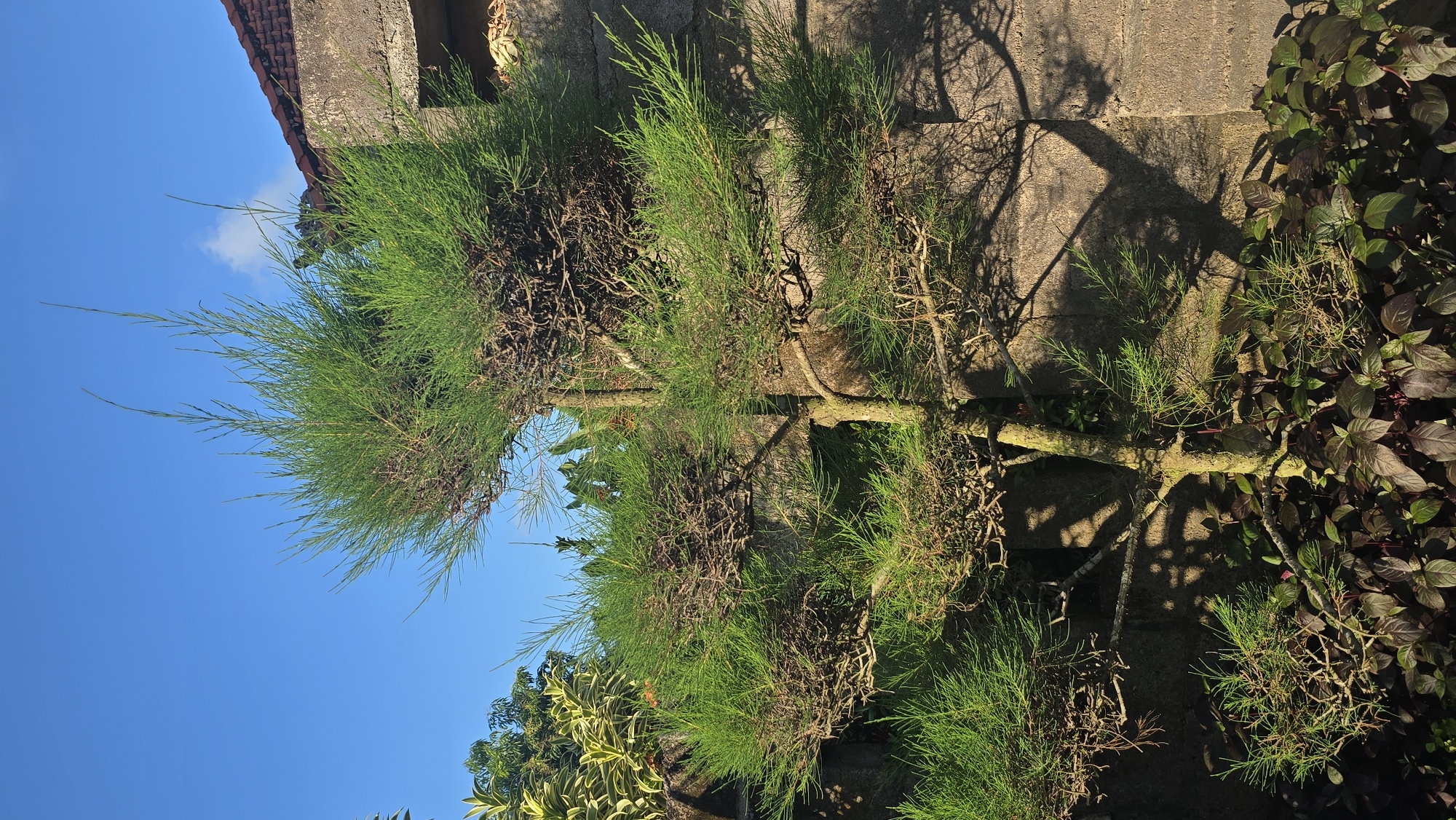 The image, taken in Seririt, Indonesia, features a prominent tree with dense, needle-like green foliage, likely a Casuarina or Horsetail Tree. The tree occupies the central and left portions of the frame, showcasing its textured trunk and numerous branches, some of which appear dry or sparsely leafed. Its vibrant green leaves contrast with the bright blue sky that dominates the upper left quadrant, dotted with a few wispy white clouds.
To the right and upper right, a rough-textured concrete wall forms a significant part of the background. Distinct, dark shadows of the tree's branches are dramatically cast across this wall, indicating strong, direct sunlight, suggesting it is either morning or late afternoon. Above the concrete wall, a section of a red-tiled roof is visible, hinting at the presence of a building.
In the lower right and bottom edges, other types of vegetation are visible, including plants with broader green and reddish-purple leaves, adding to the natural garden or yard setting. The overall scene is peaceful and devoid of human presence or activity. The clear sky points to fair weather. No discernible text is visible within the image.