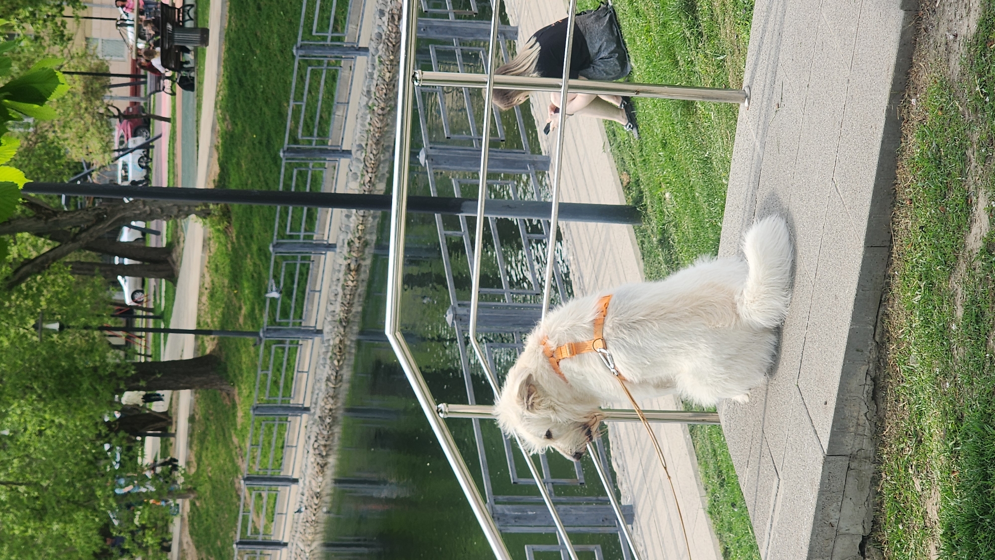 The image shows a sunny outdoor scene in what appears to be a park or landscaped area. A white dog wearing an orange harness and attached to a leash stands on a raised concrete ledge or embankment next to a body of water, presumably a canal. The water reflects the metal railings that run along the ledge. A woman sits on the opposite side of the railing, occupied with her phone. In the background, across the canal, there is a walkway with trees, benches, and people, possibly pedestrians or visitors in a park setting. Based on the architectural style and general layout of the environment, the location could be in Moscow, Russia.