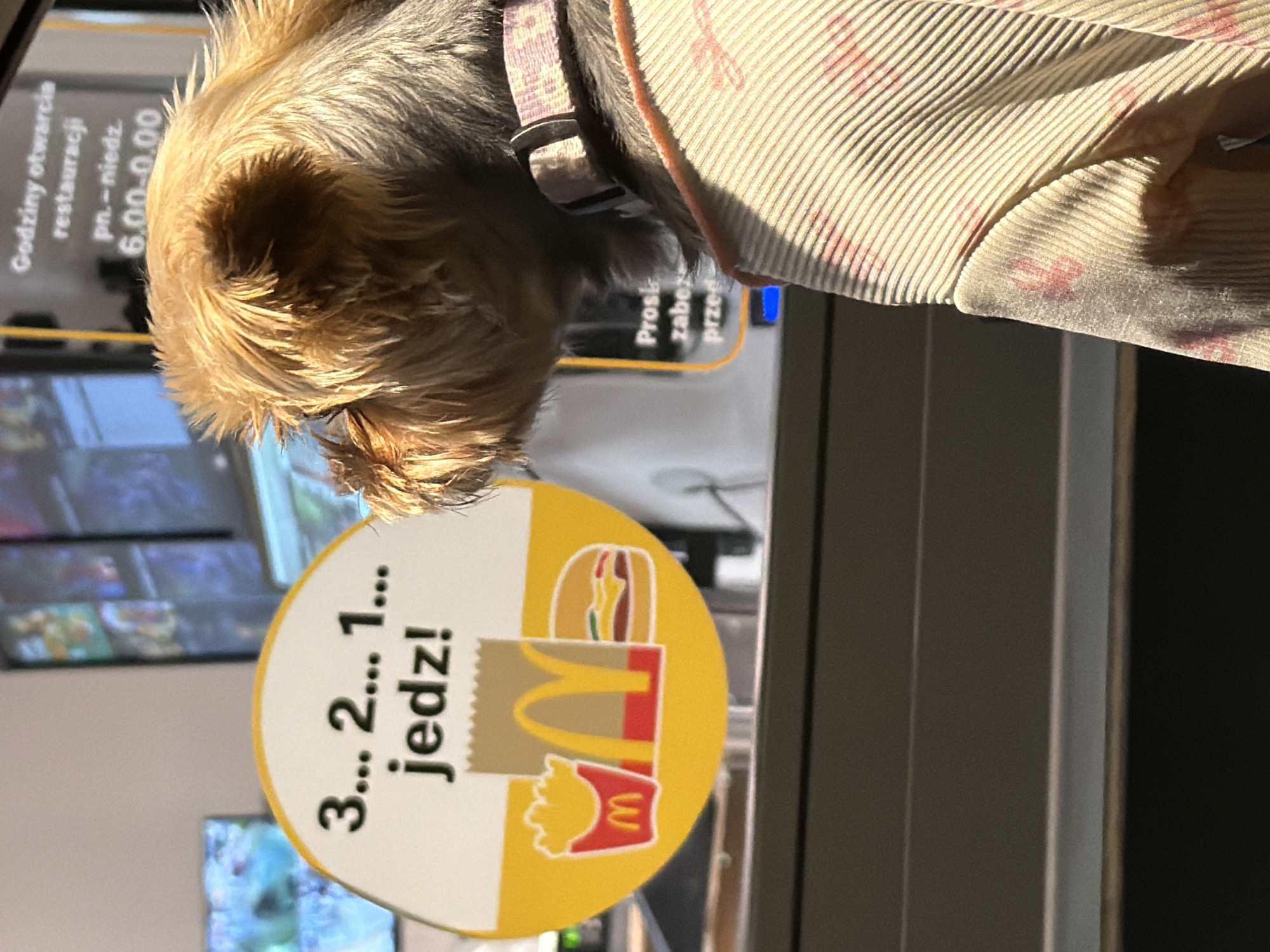 A small, fluffy dog with tan fur and a dark collar is looking at a McDonald's advertisement. The advertisement features the numbers "3... 2... 1..." followed by the Polish word "jedz!" (eat!) in large, bold letters. Below the text, there are graphics of McDonald's french fries, a brown paper bag with the golden arches logo, and a hamburger. The dog is wearing a beige, ribbed garment with a subtle floral pattern. In the background, out of focus, are screens displaying food items and text that appears to be Polish signage about restaurant opening hours. The scene takes place indoors, likely within or near a McDonald's restaurant, as indicated by the branding. The lighting suggests it is daytime.