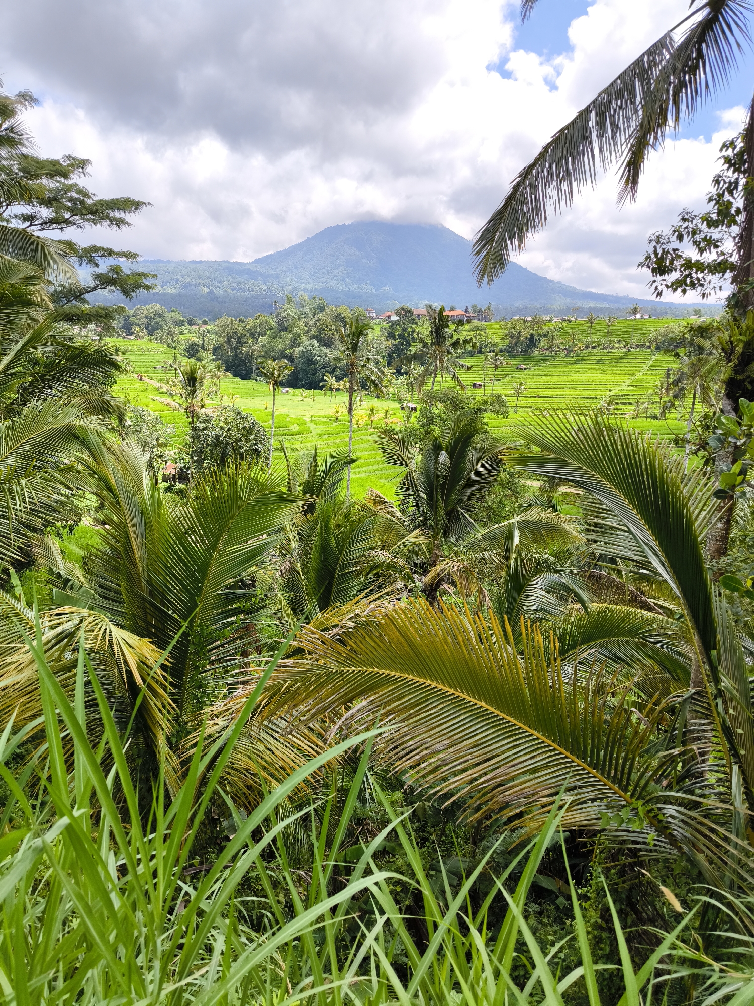 The image depicts a verdant landscape in an unknown location in Indonesia. A towering mountain, partially obscured by low-hanging clouds, dominates the background. In the middle ground, vibrant green rice terraces stretch across the terrain. Palm trees and lush foliage frame the view, adding to the tropical ambiance. In the foreground, tall grass and more palm fronds create a natural border to the scene. The overall impression is one of a tranquil and fertile agricultural environment.